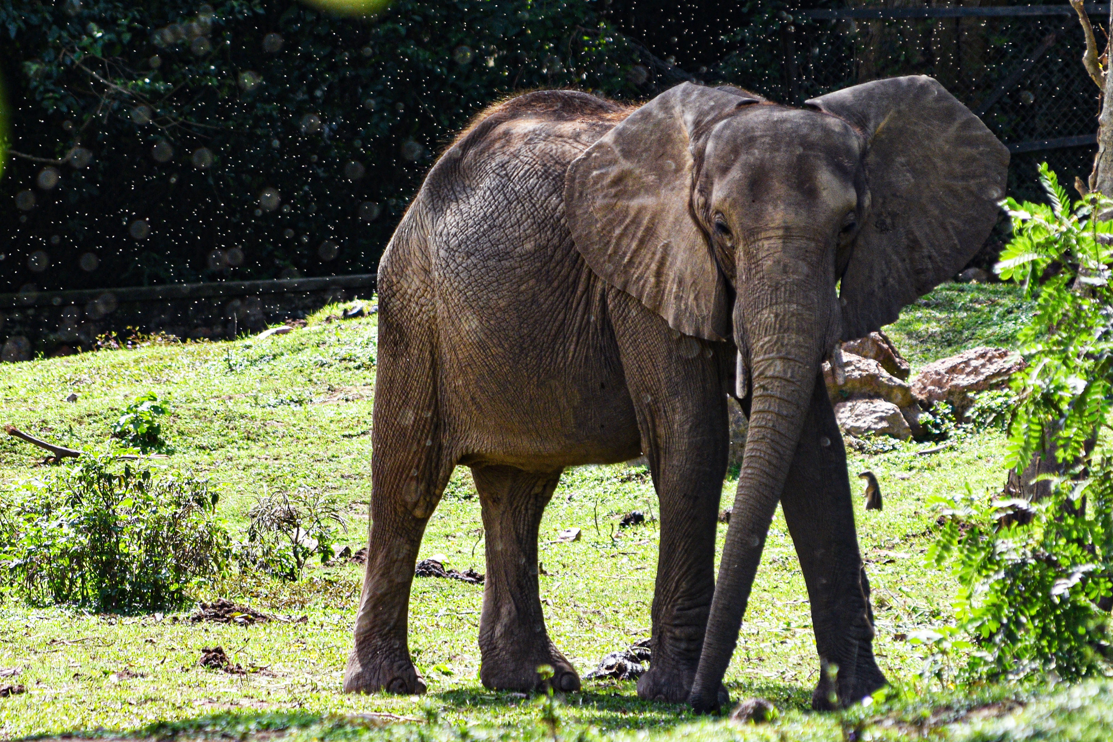 Thick xkinned elephant