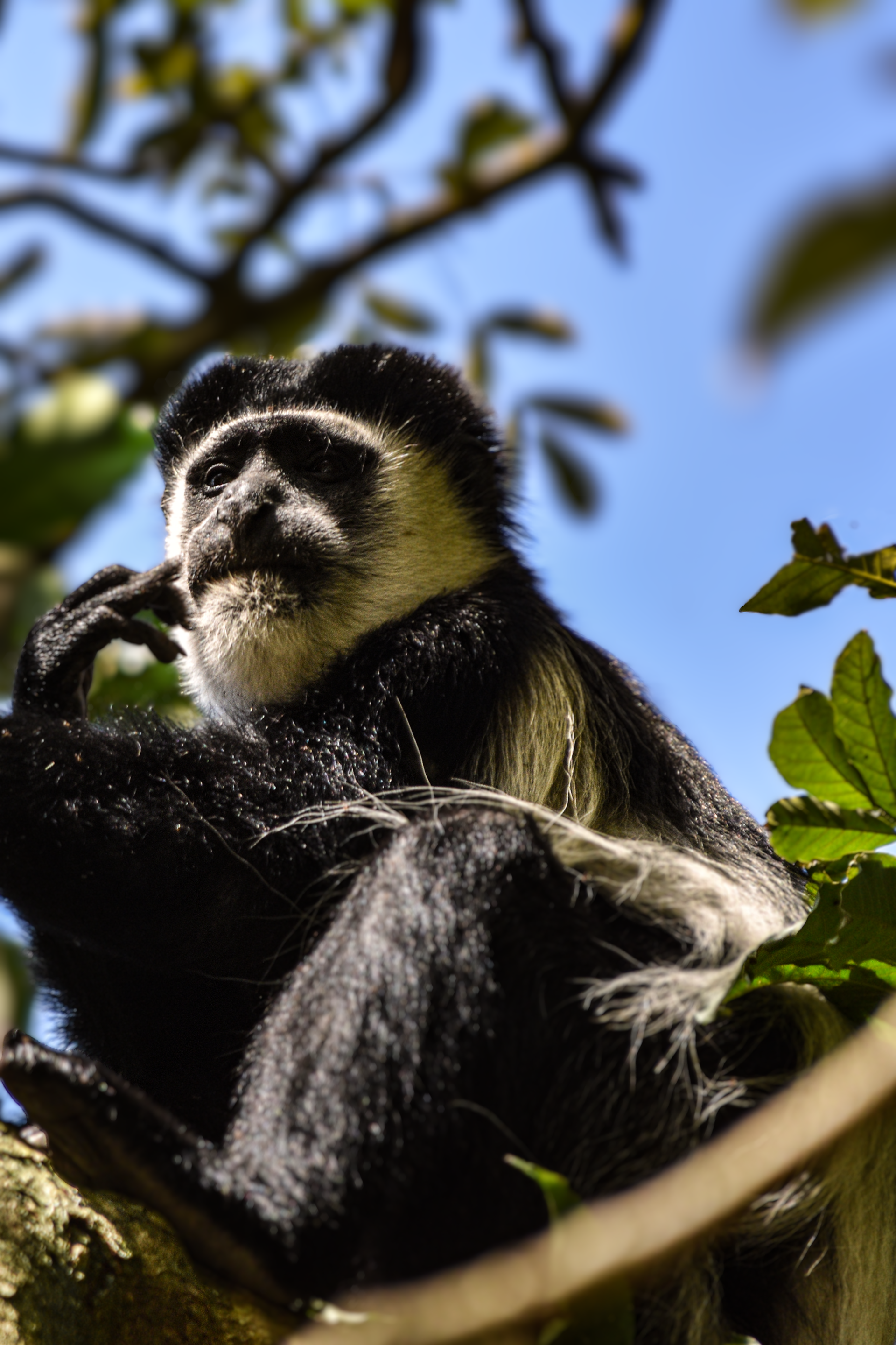 Monkey