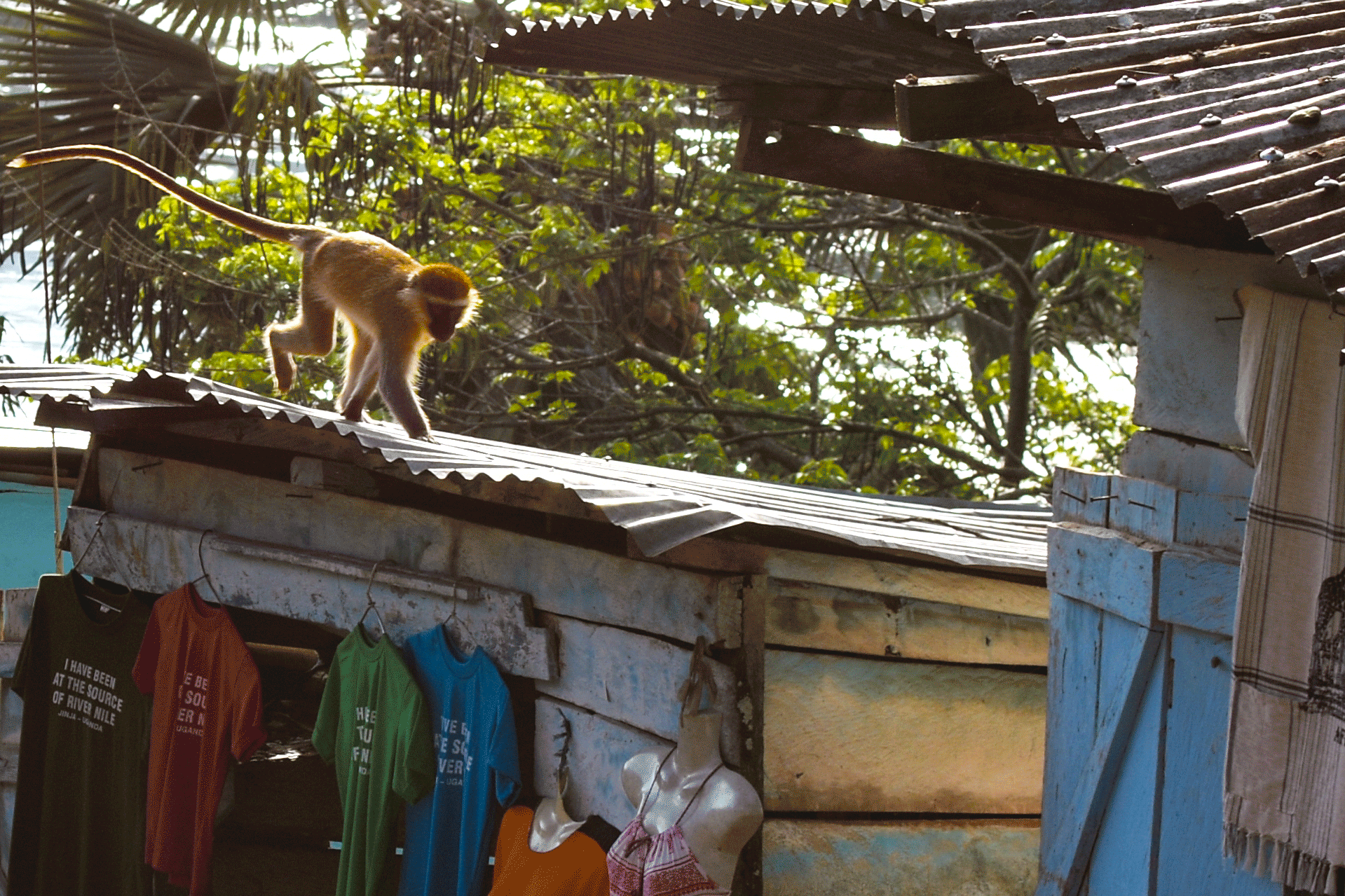 Squirrel Monkey hawking teeshirts at the source of the Nile River in Jinja, Uganda