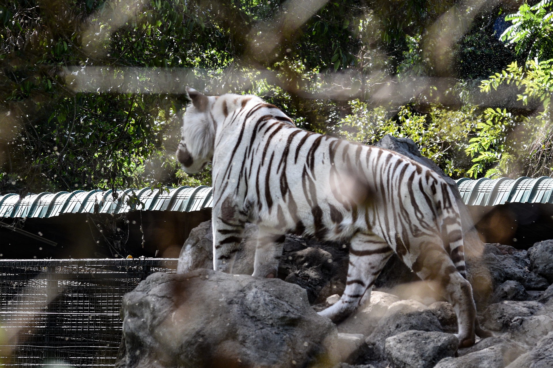 siberian tiger