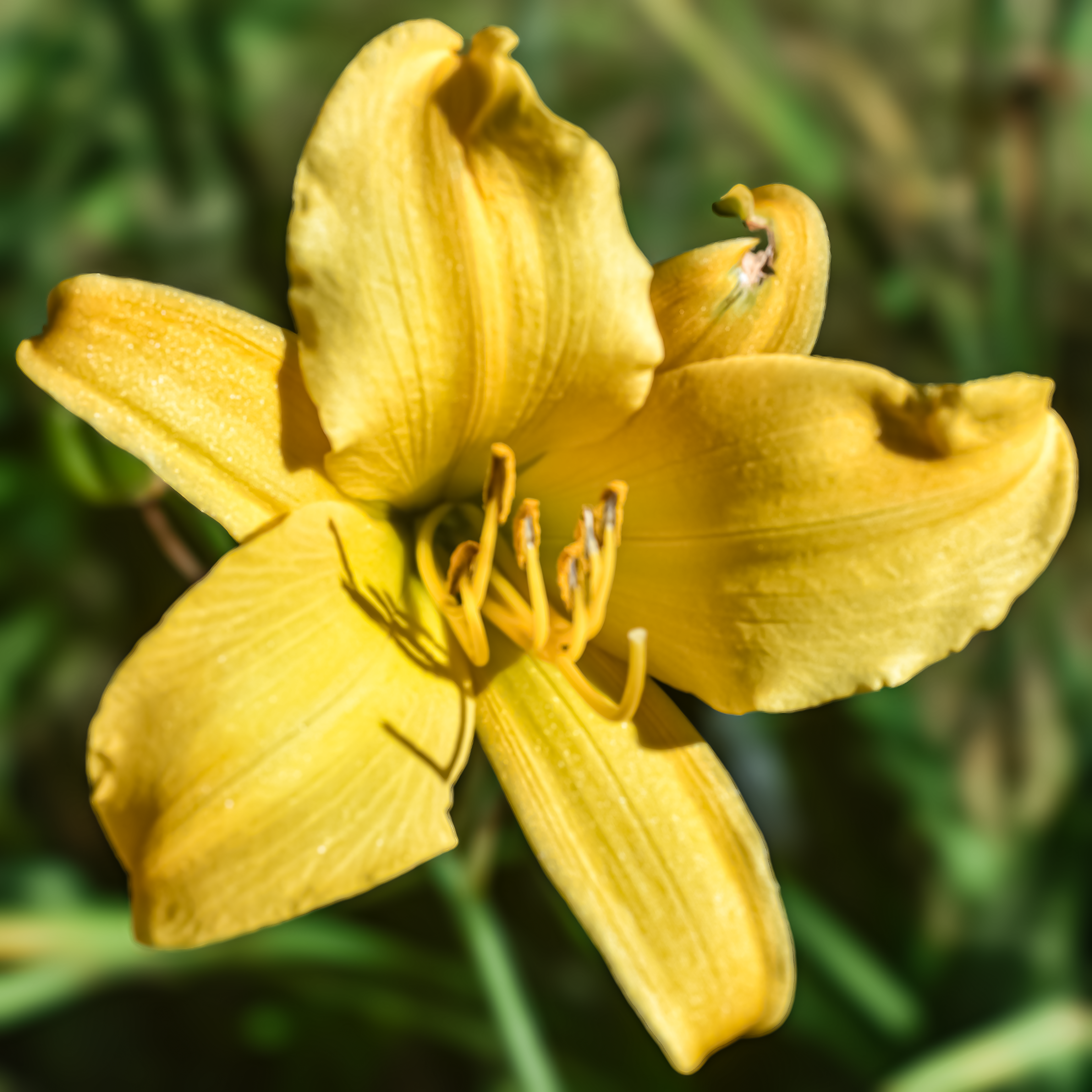 African Flower from Doro's Place