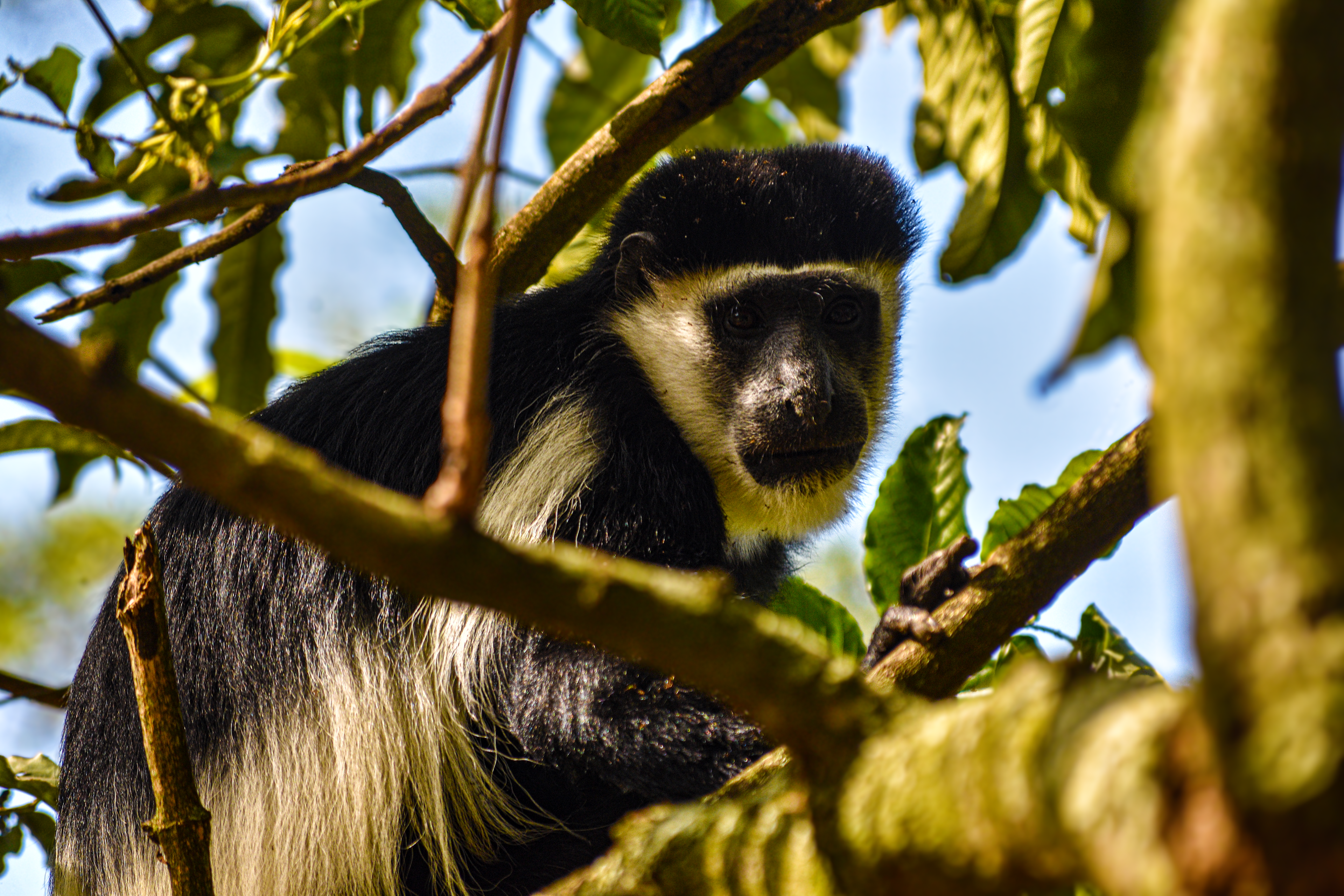 beauttiful monkey