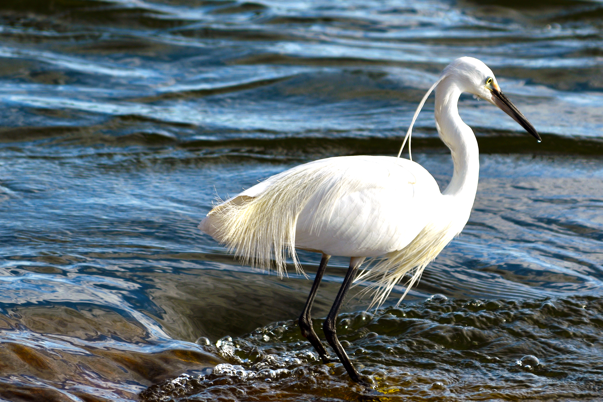 Great Eastern Egret stopping at the Nile in Jinja, Uganda
