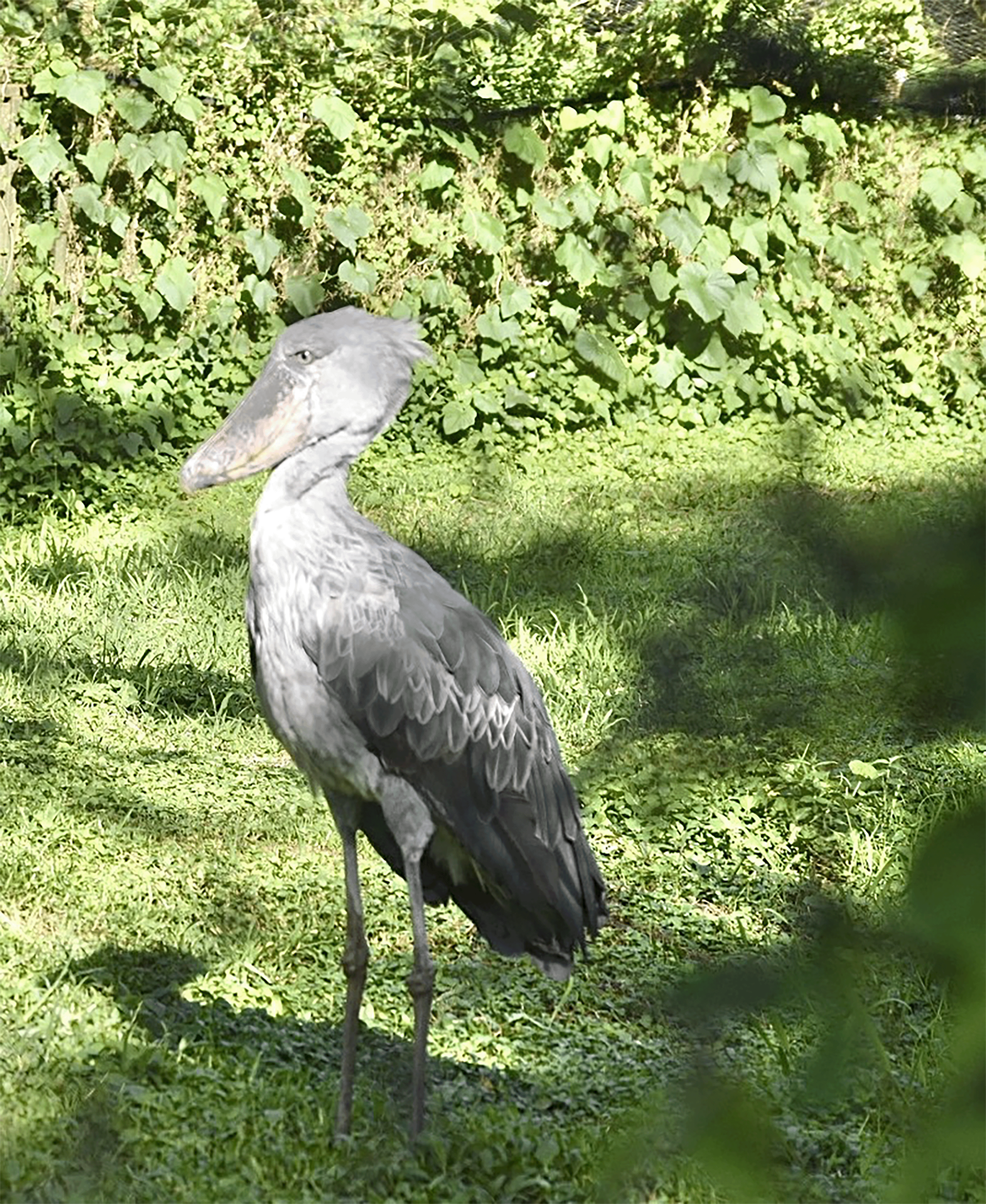 Stick Bird