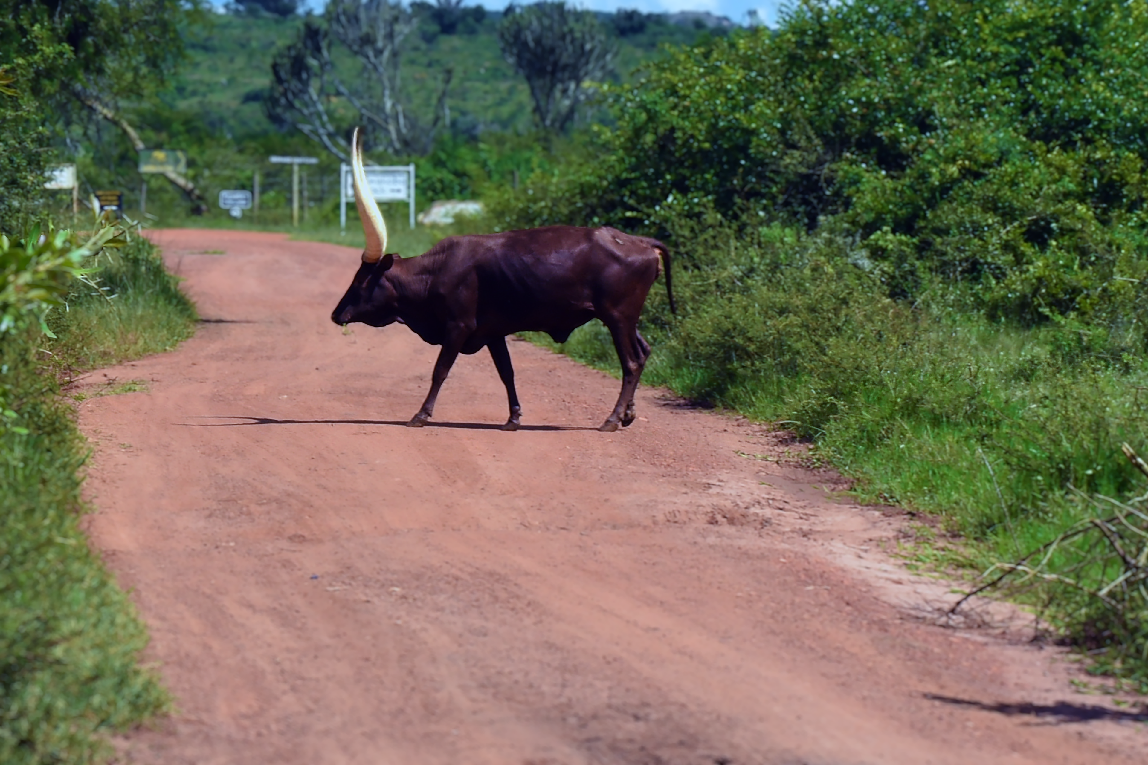 Ankola-Watusi Cow Crossing the Road