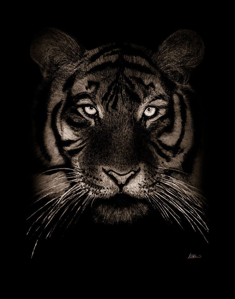 Tiger pencil drawing