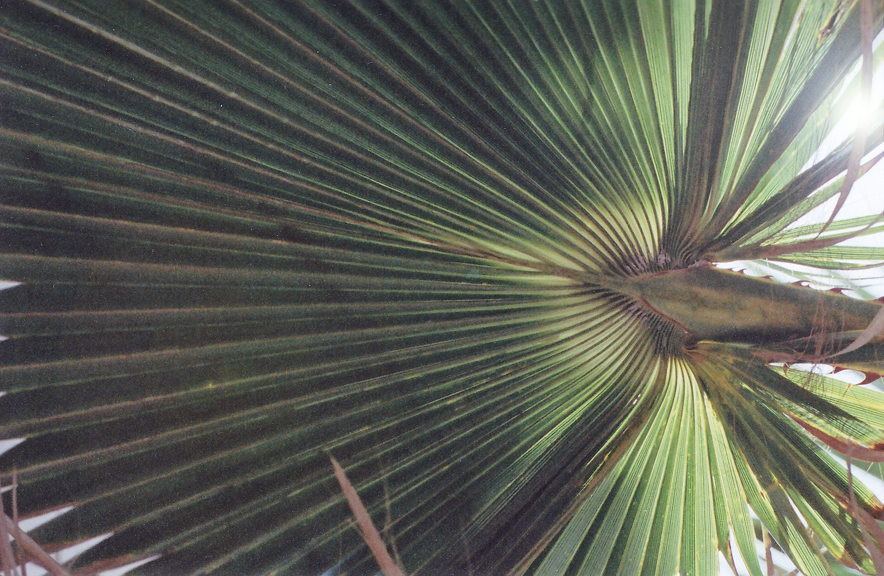 Tropics