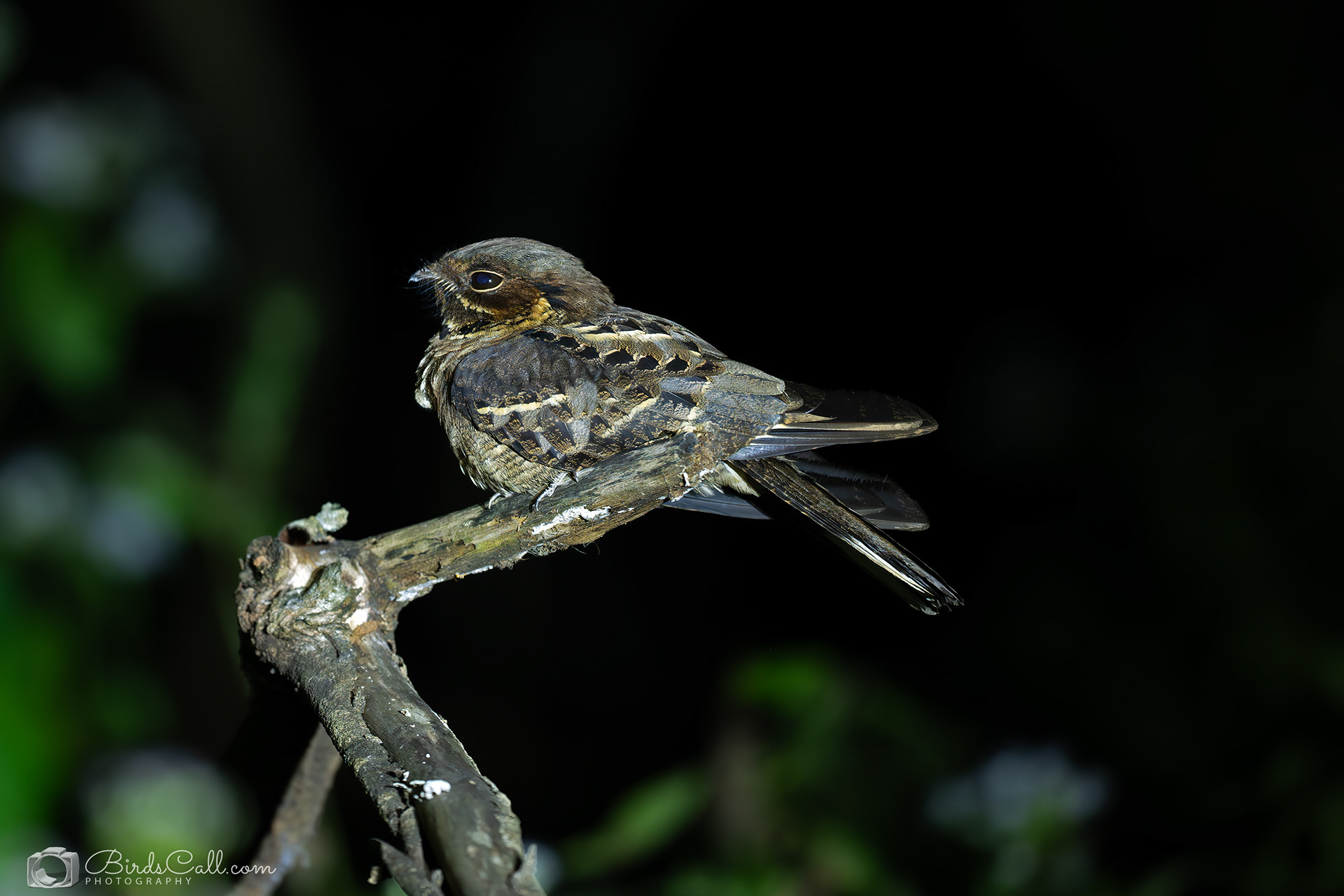 Jardon's Nightjar