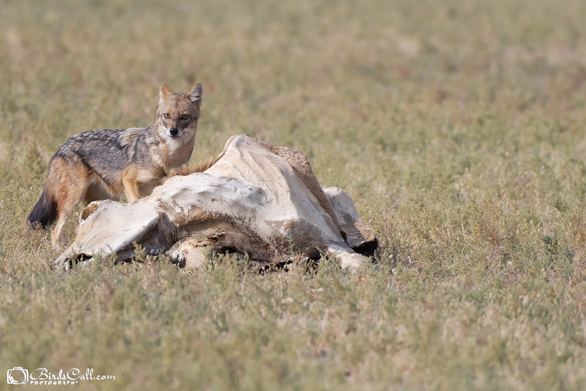 Golden Jackal