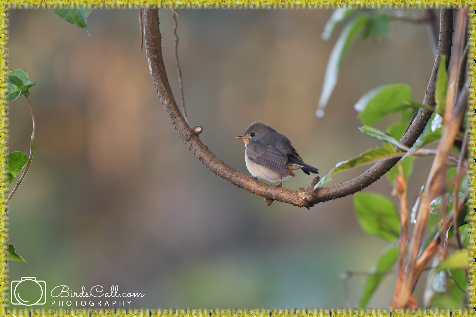 Kashmir Flycatcher