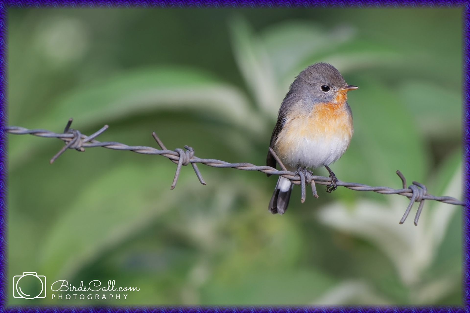 Kashmir Flycatcher