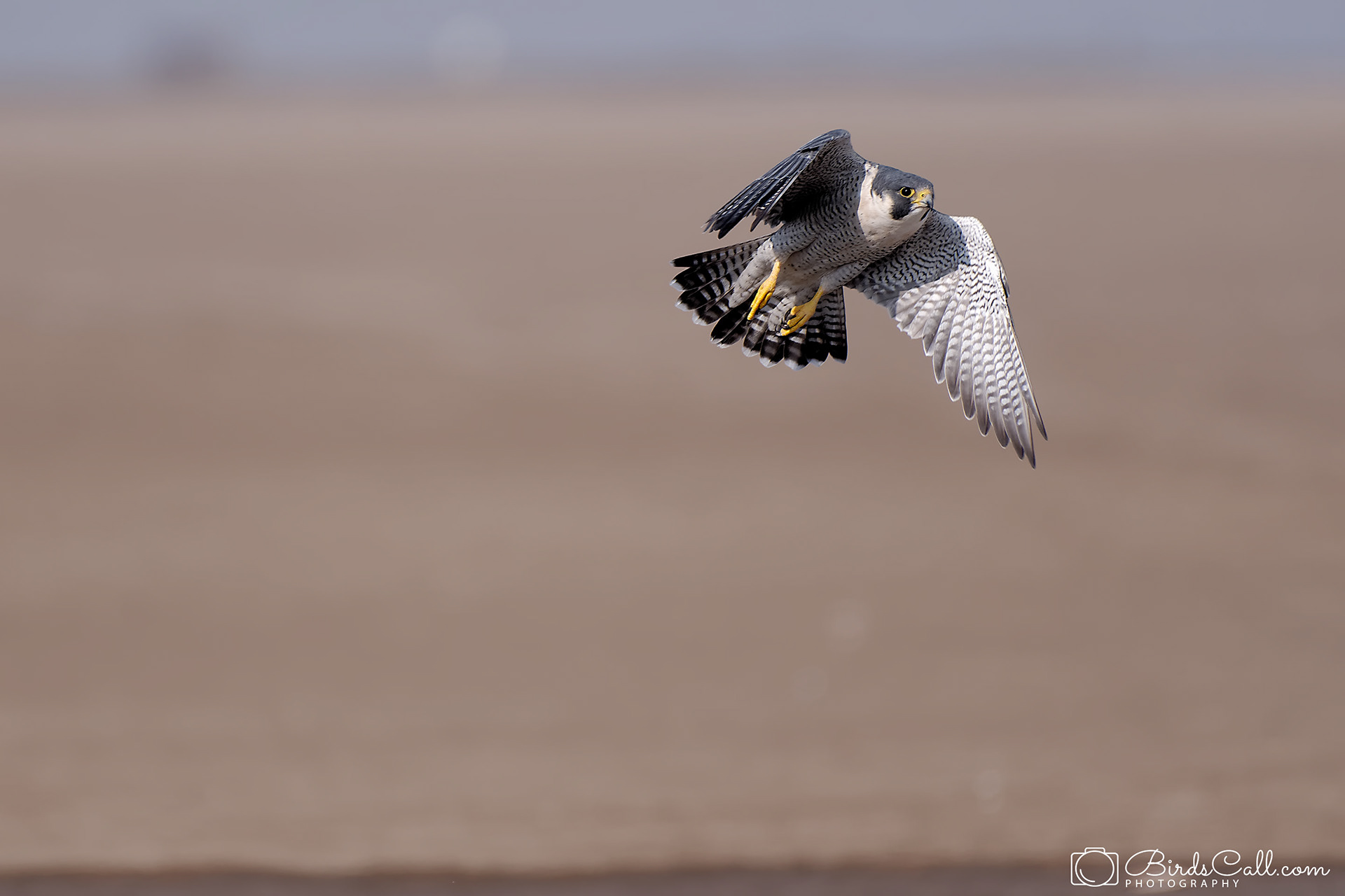 Peregrine falcon