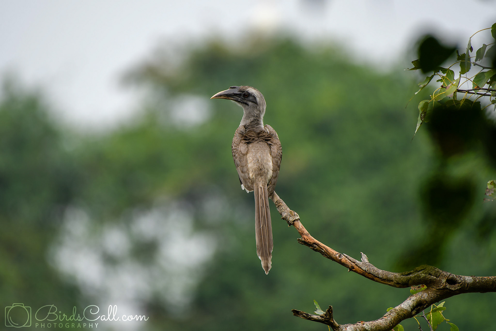 Grey Hornbill