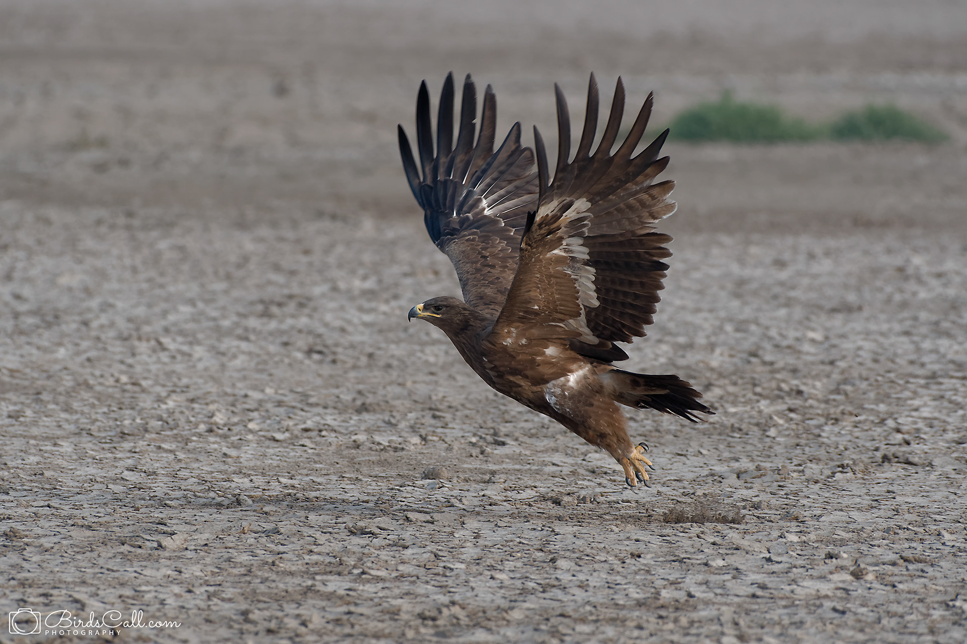 Steppe Eagle
