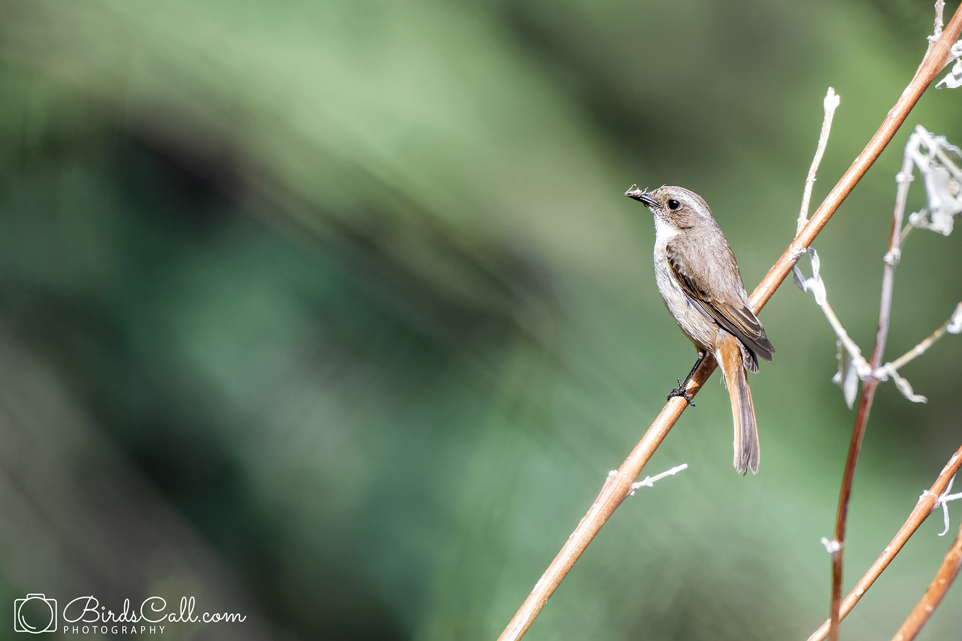 Rusty-tailed-Flycatcher