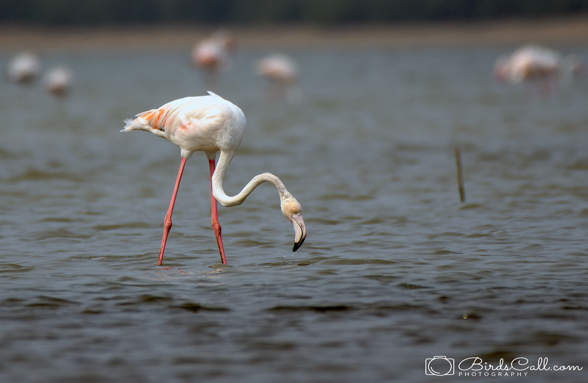 Greater Flamingo