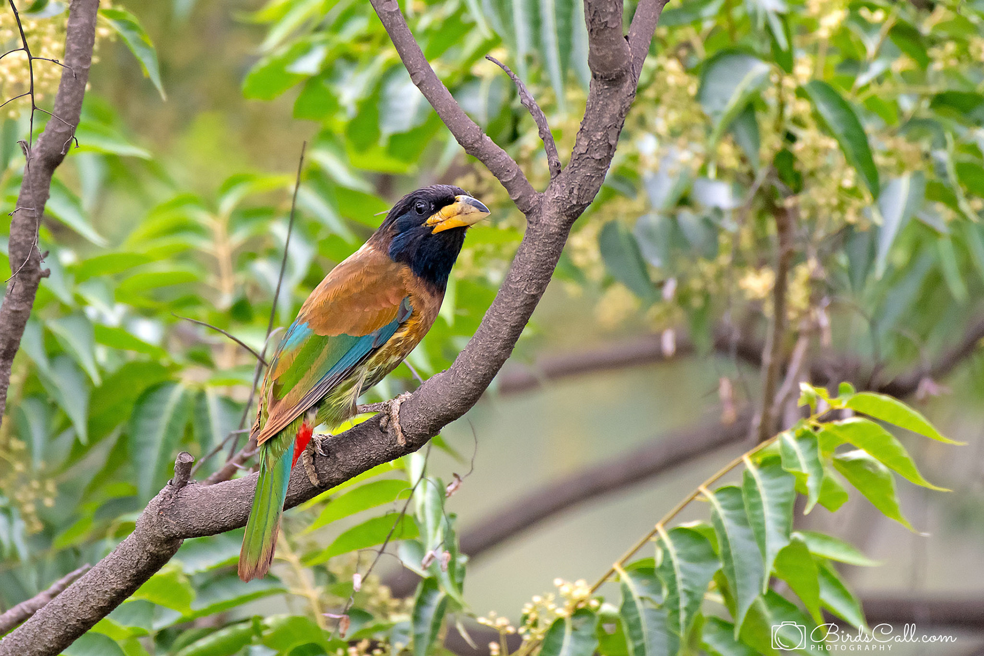 Great Barbet