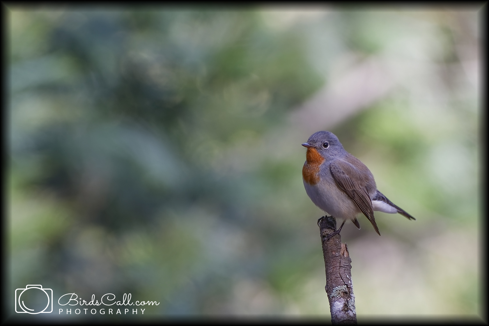 Red breasted flycatcher