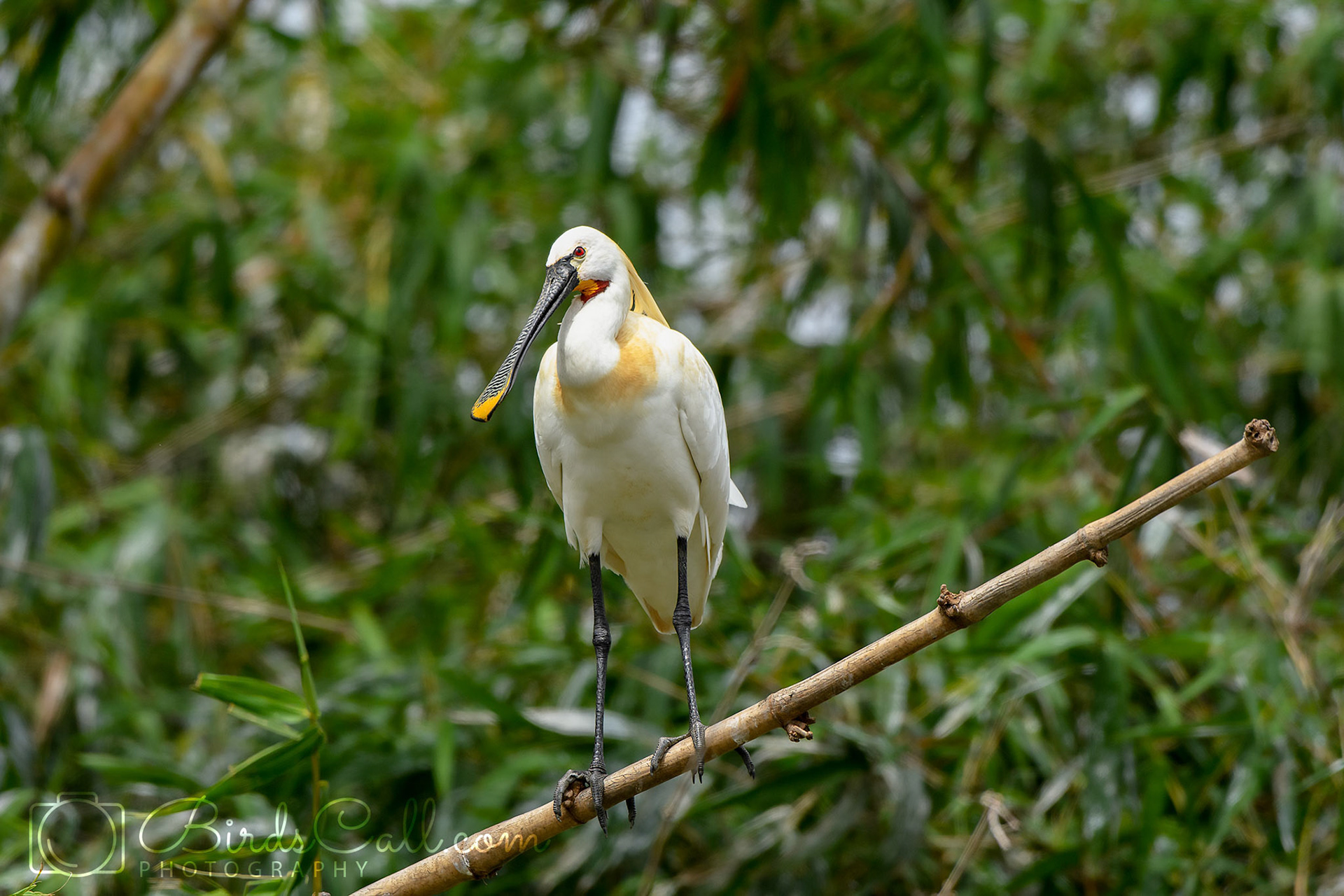Eurasian spoonbill