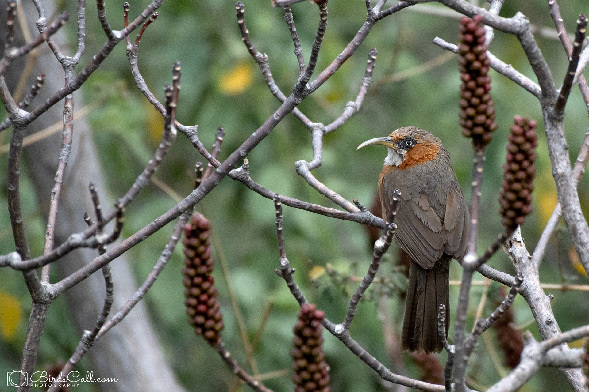 Rusty-cheeked Scimitar Babbler
