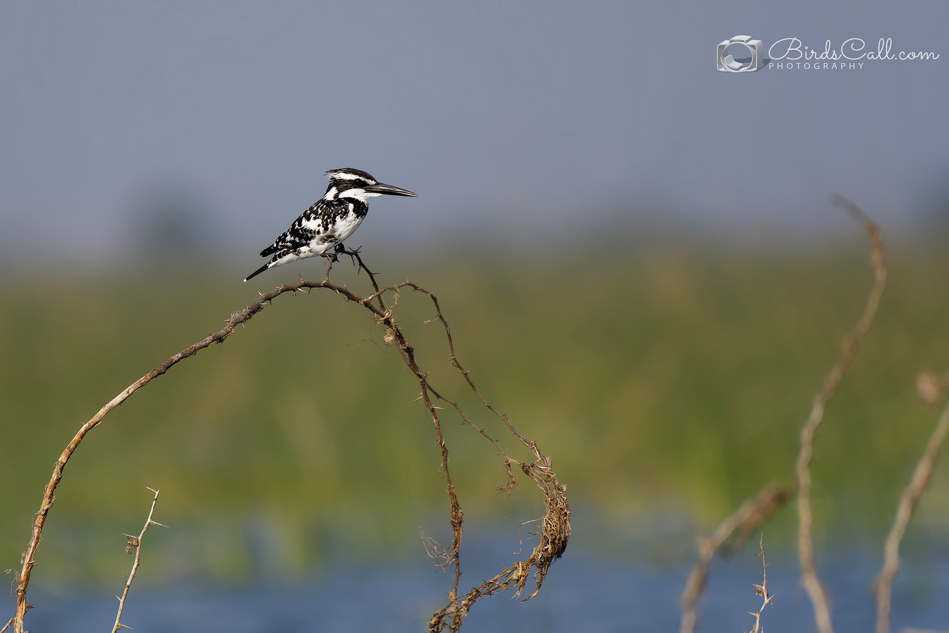 Pied Kingfisher