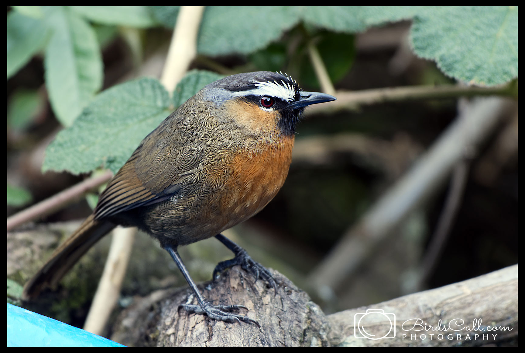Nilgiri laughing thrush