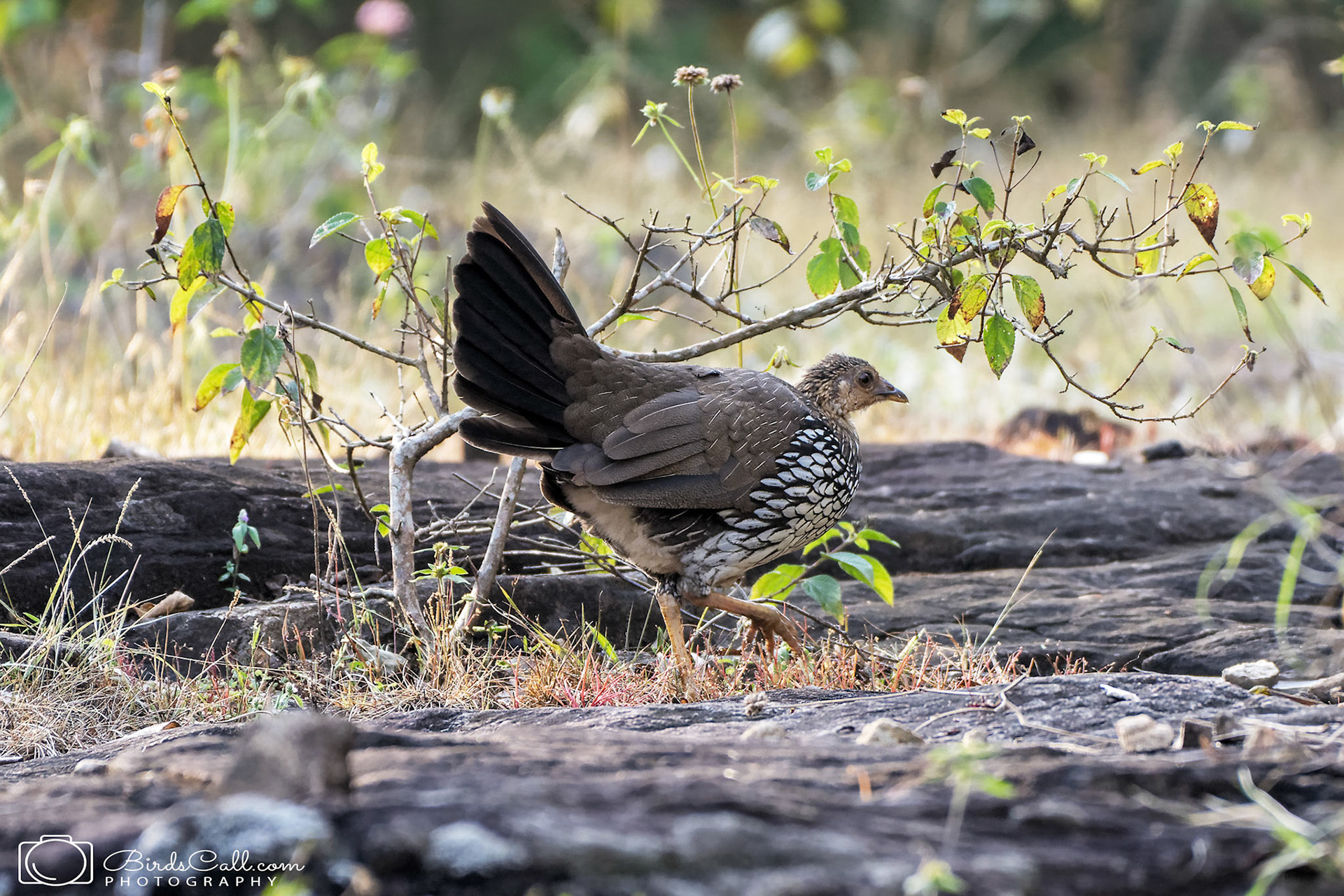 Grey Junglefowl