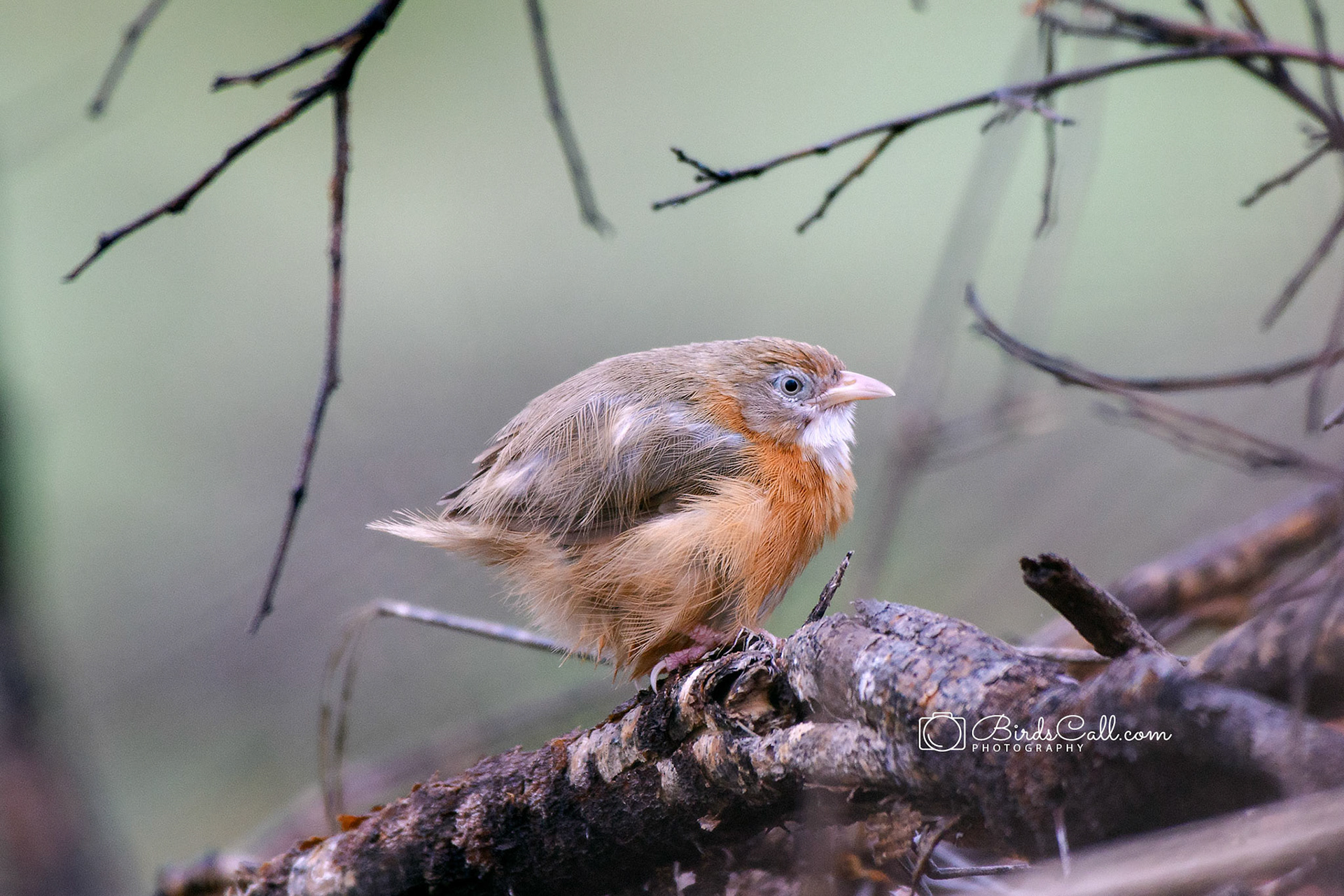 Twany-billed Babbler