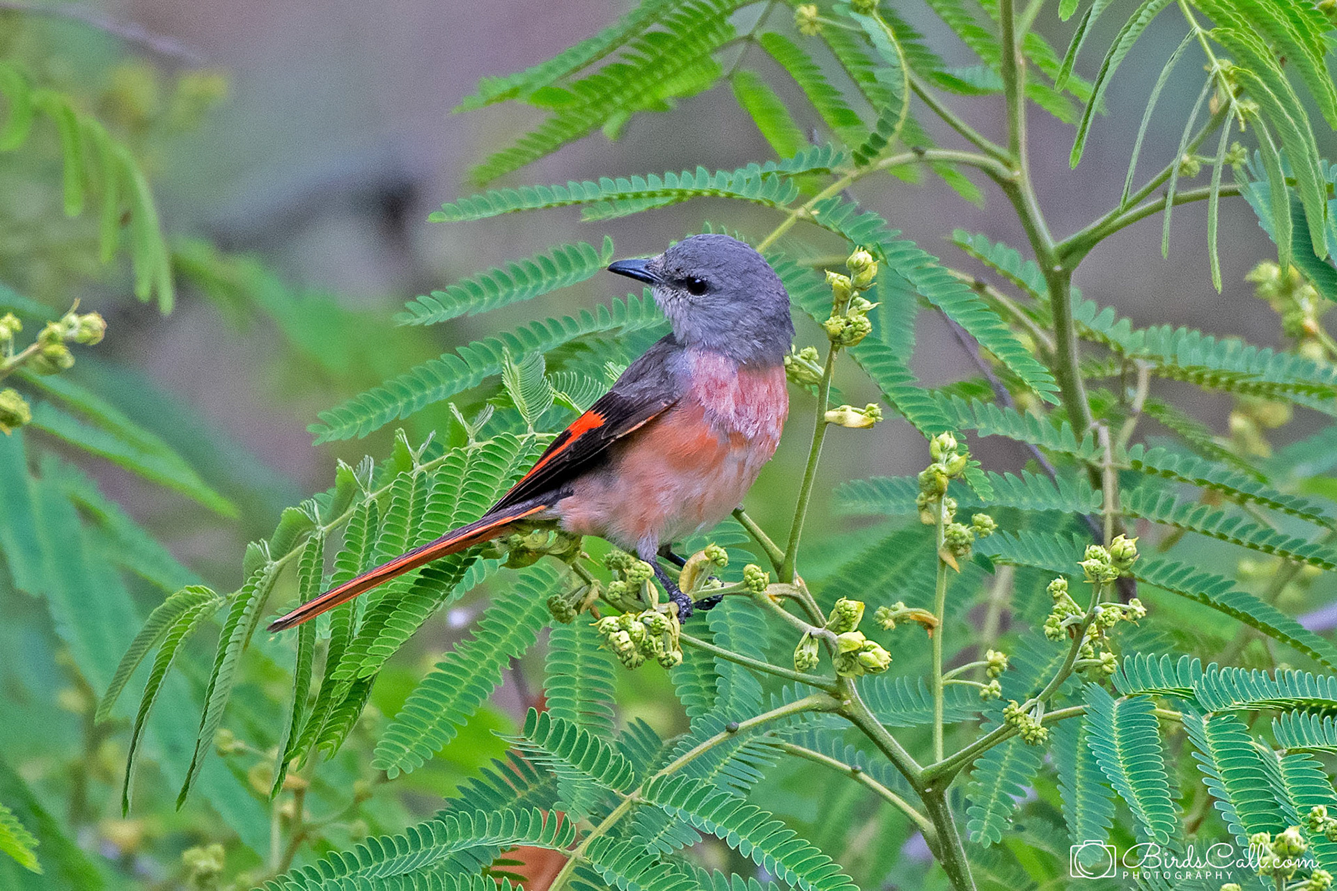 Rosy Minivet