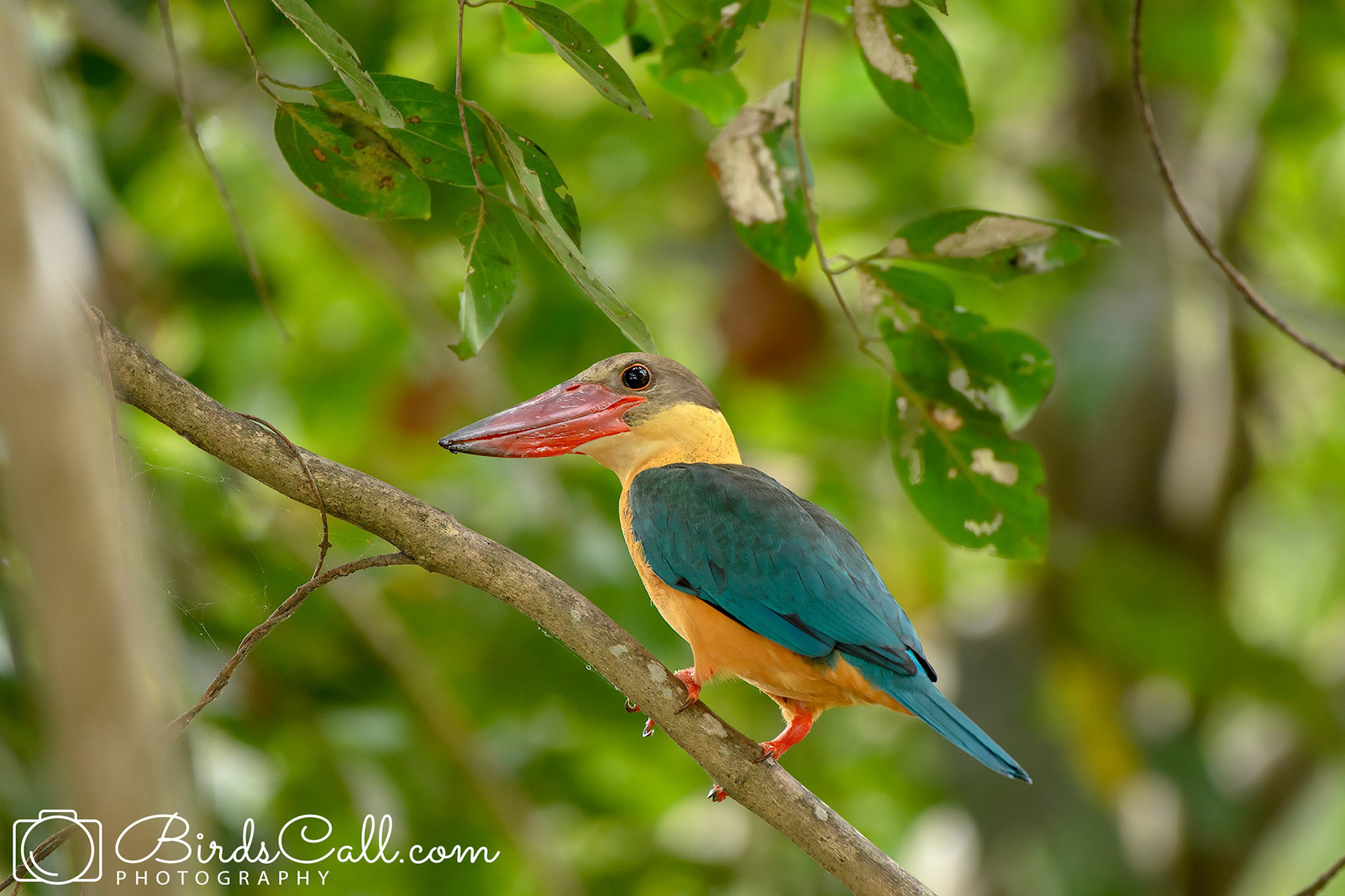 Stork-billed Kingfisher