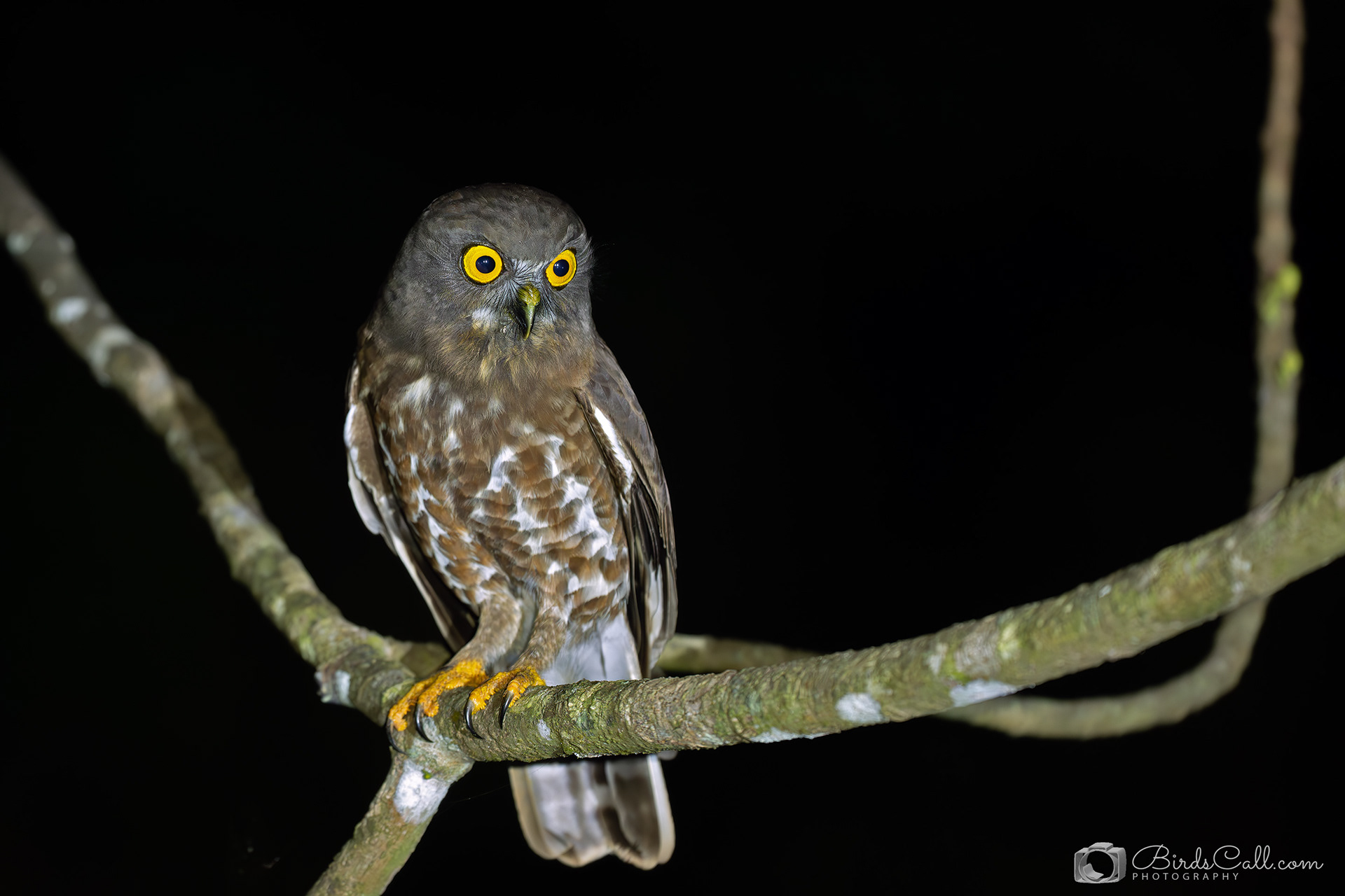 Brown Hawk Owl