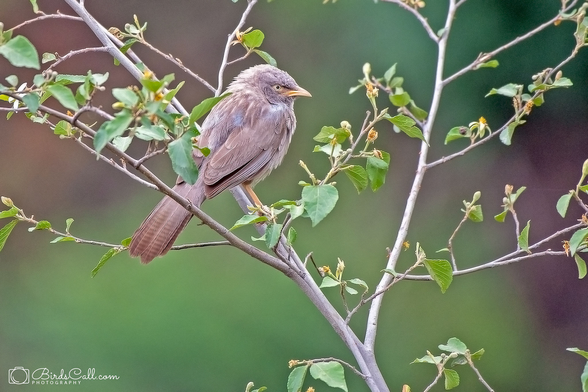 Jungle Babbler