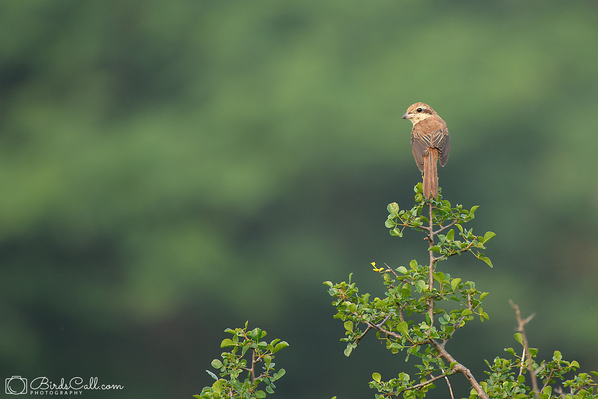 Brown shrike