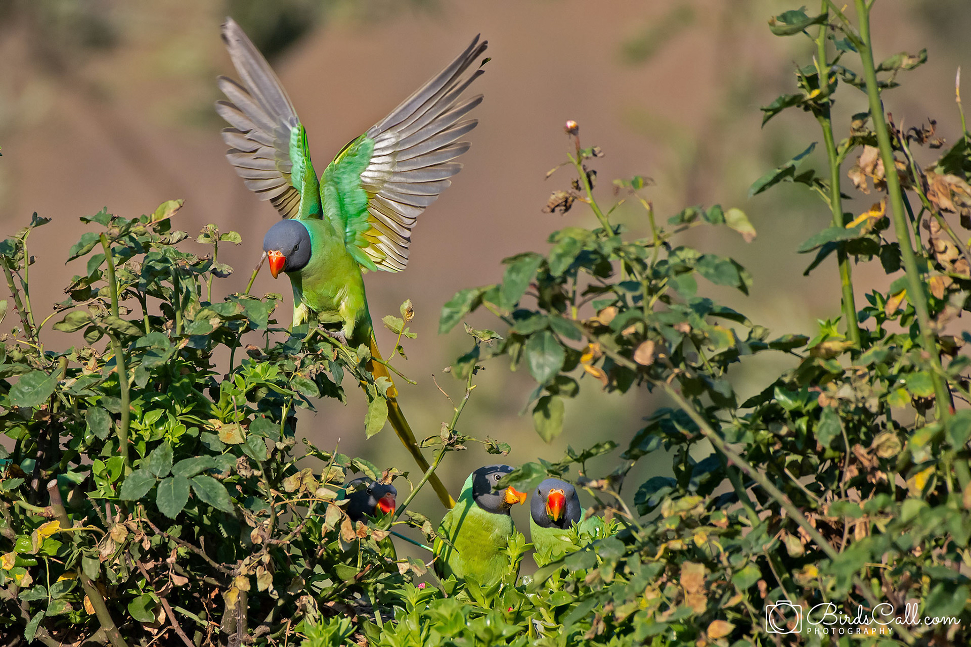 Slaty Headed Parakeet