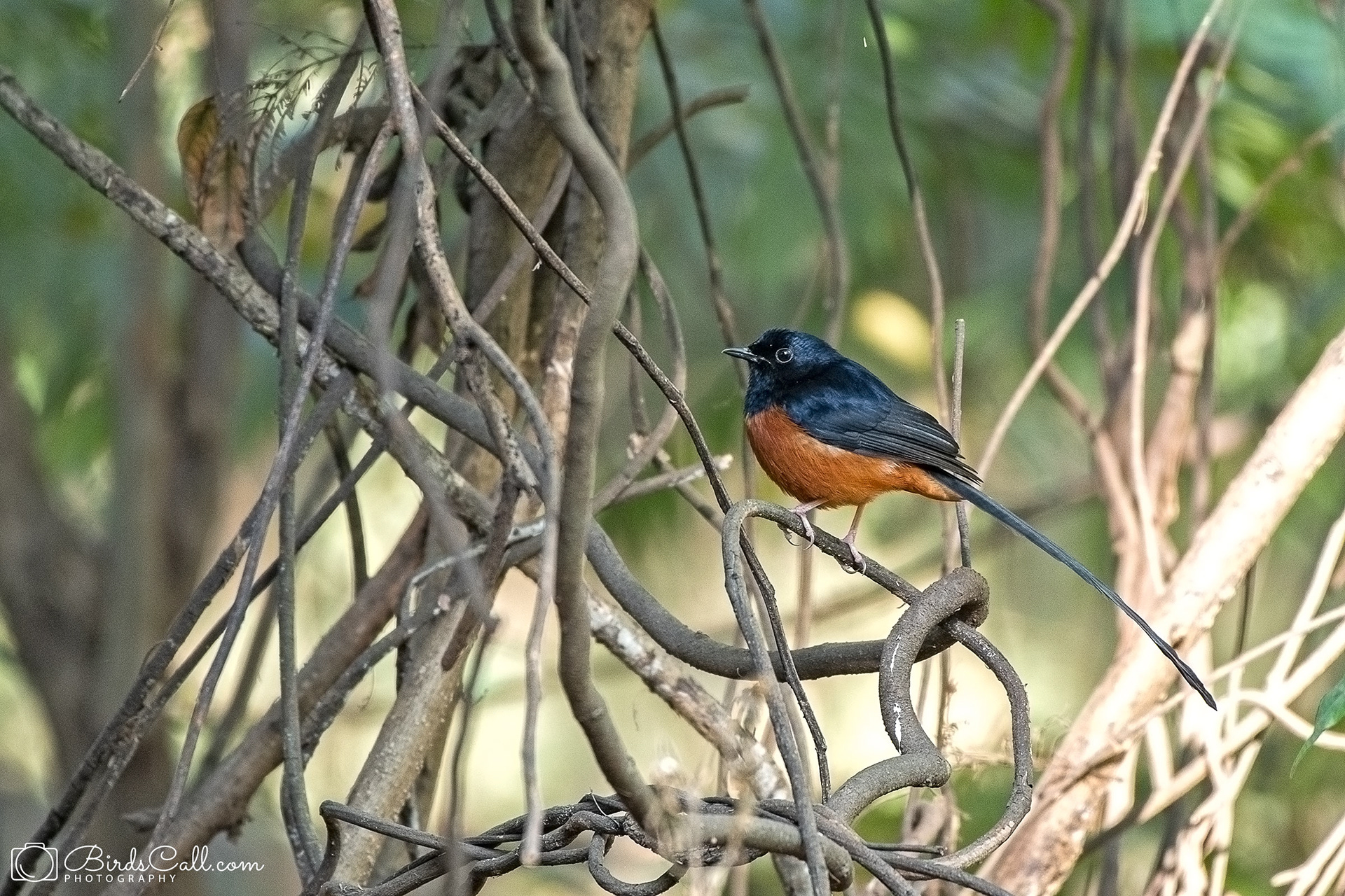 White-rumped shama