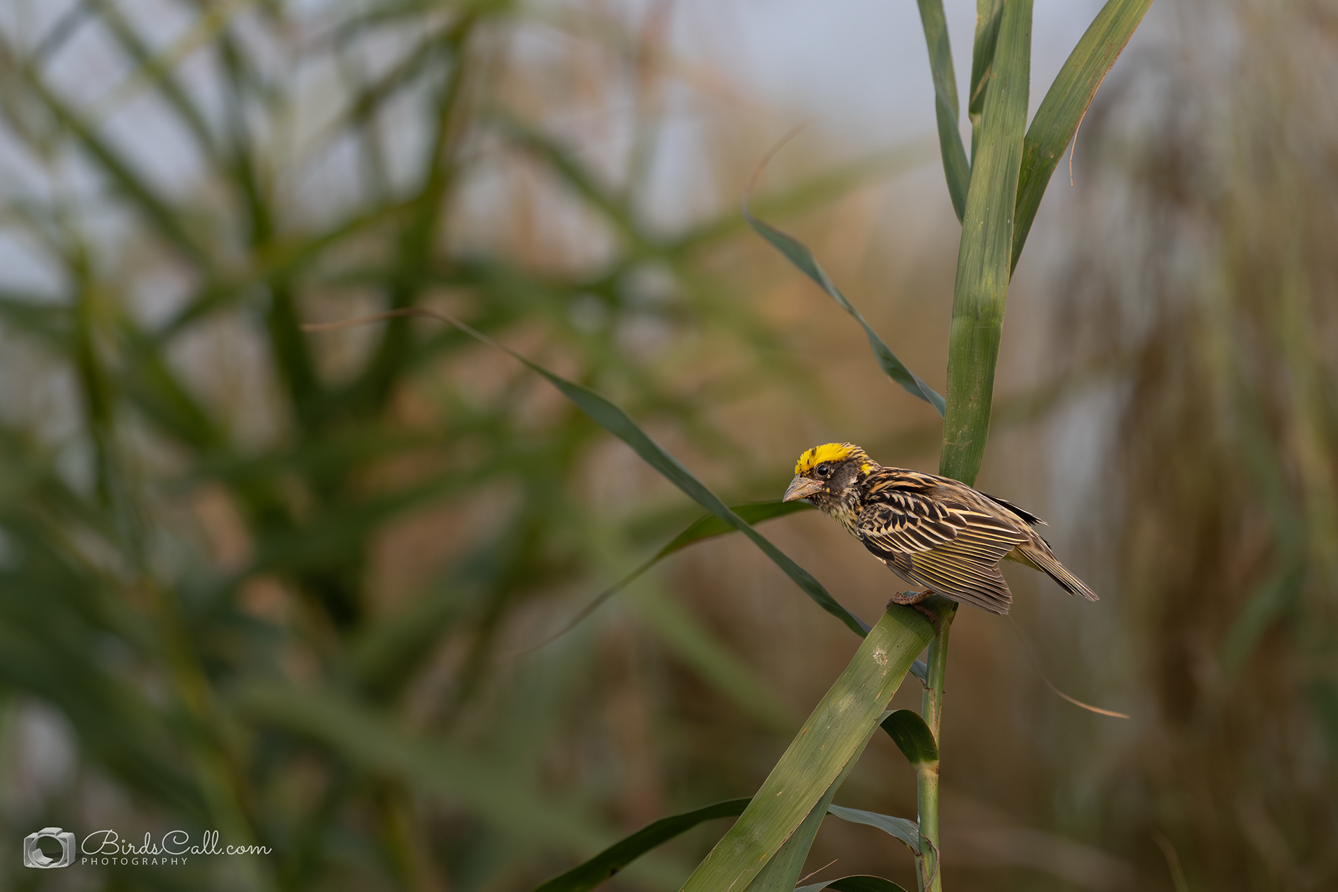 Streaked Weaver