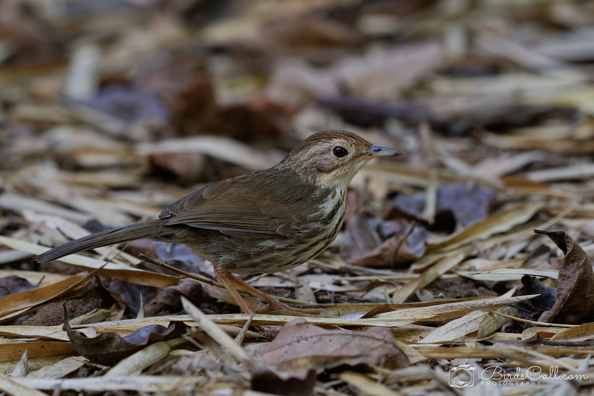 Puff-throated babbler