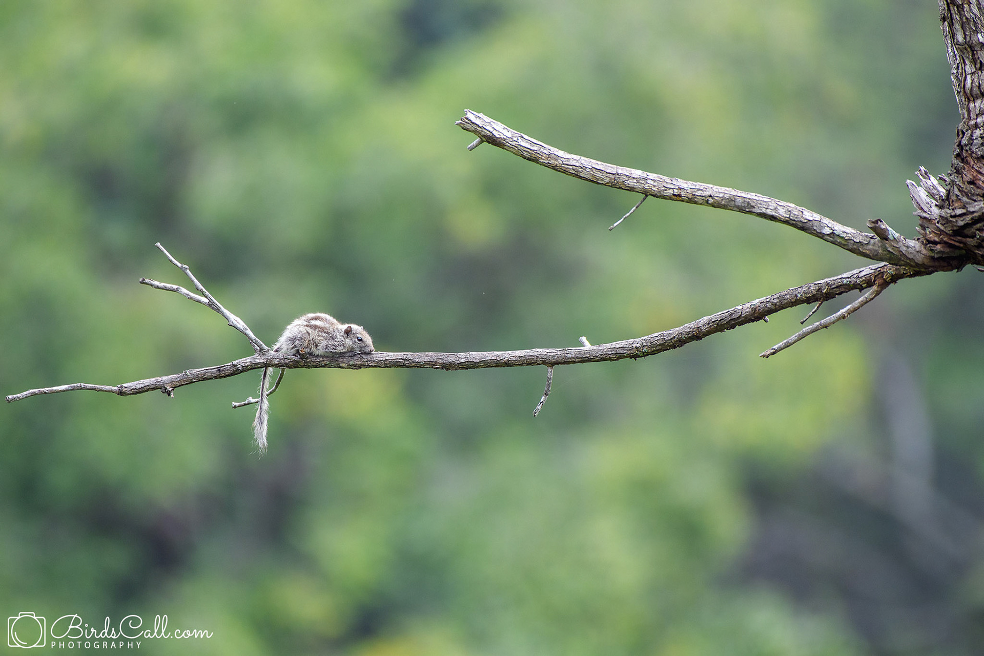 Indian Palm Squirrel
