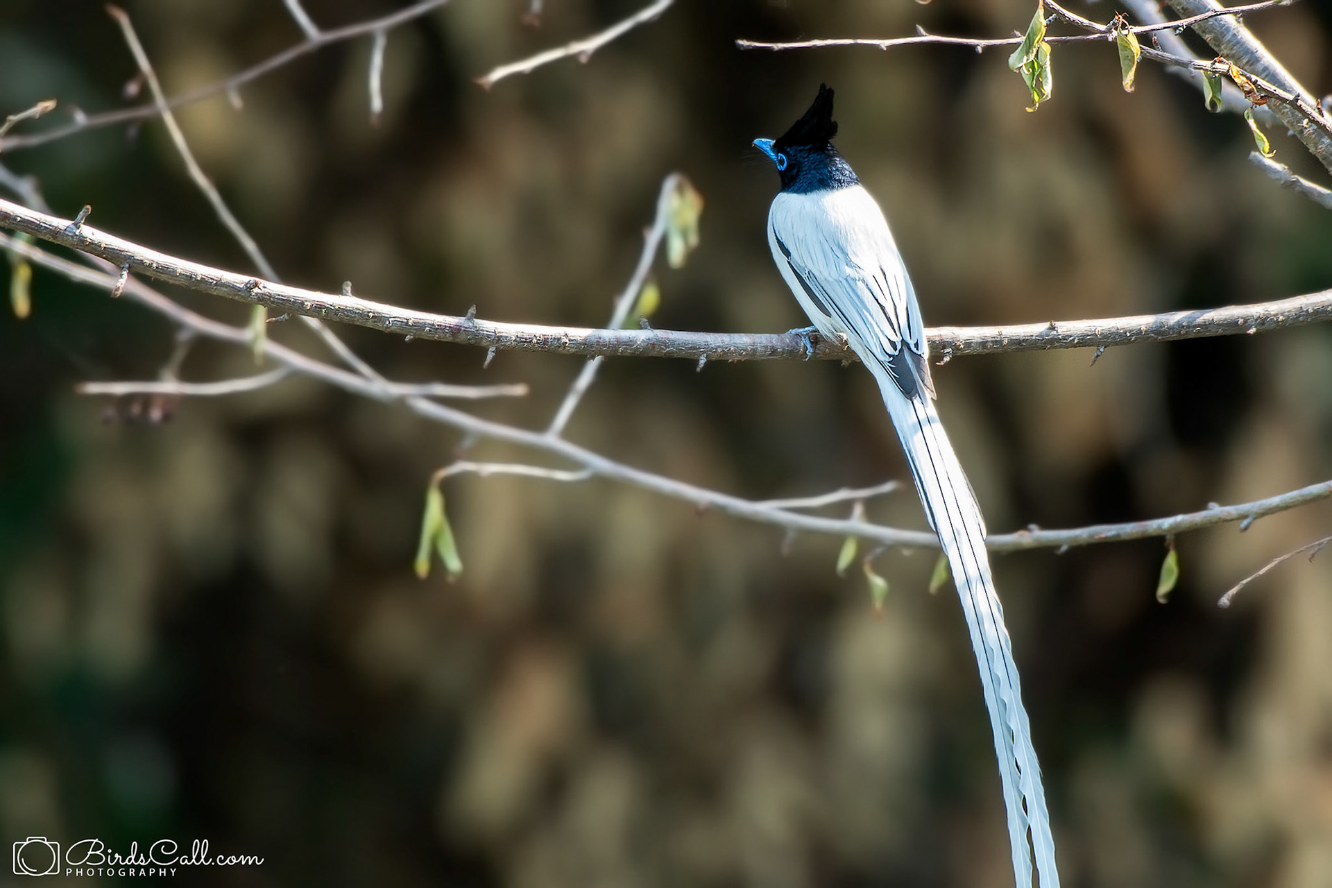 Asian Paradise Flycatcher