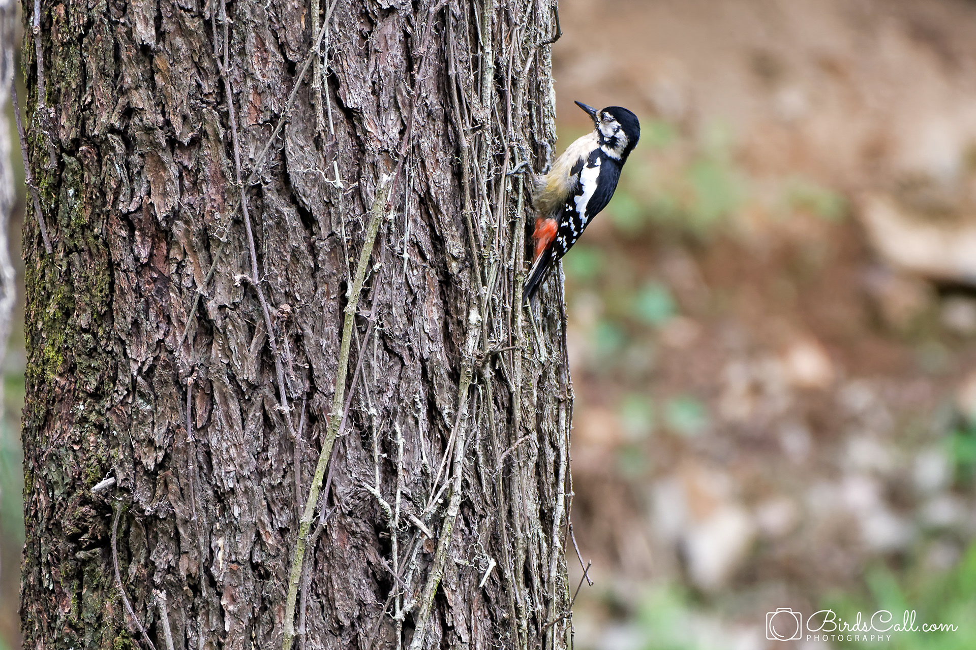 Himalayan Woodpecker