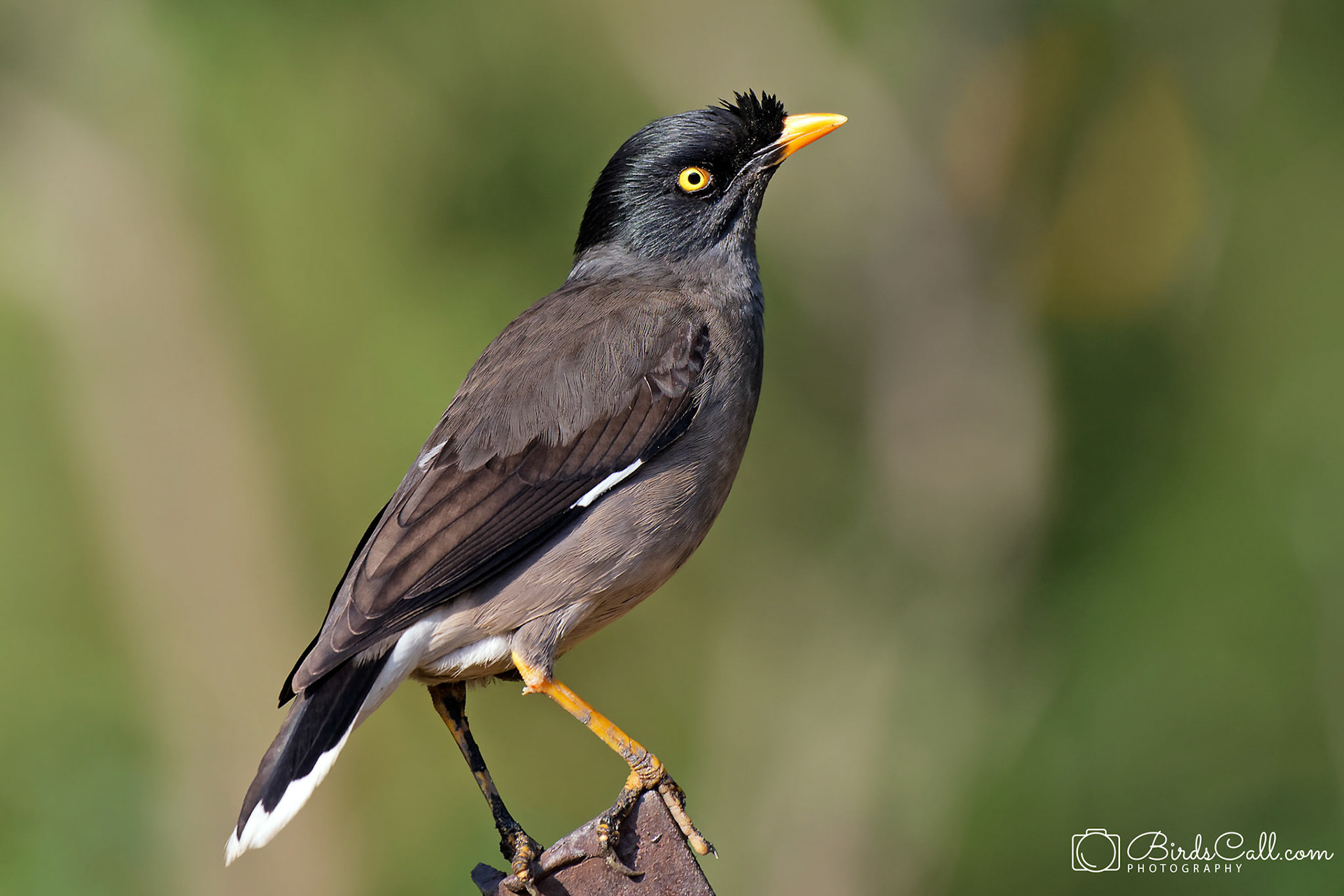 Myna