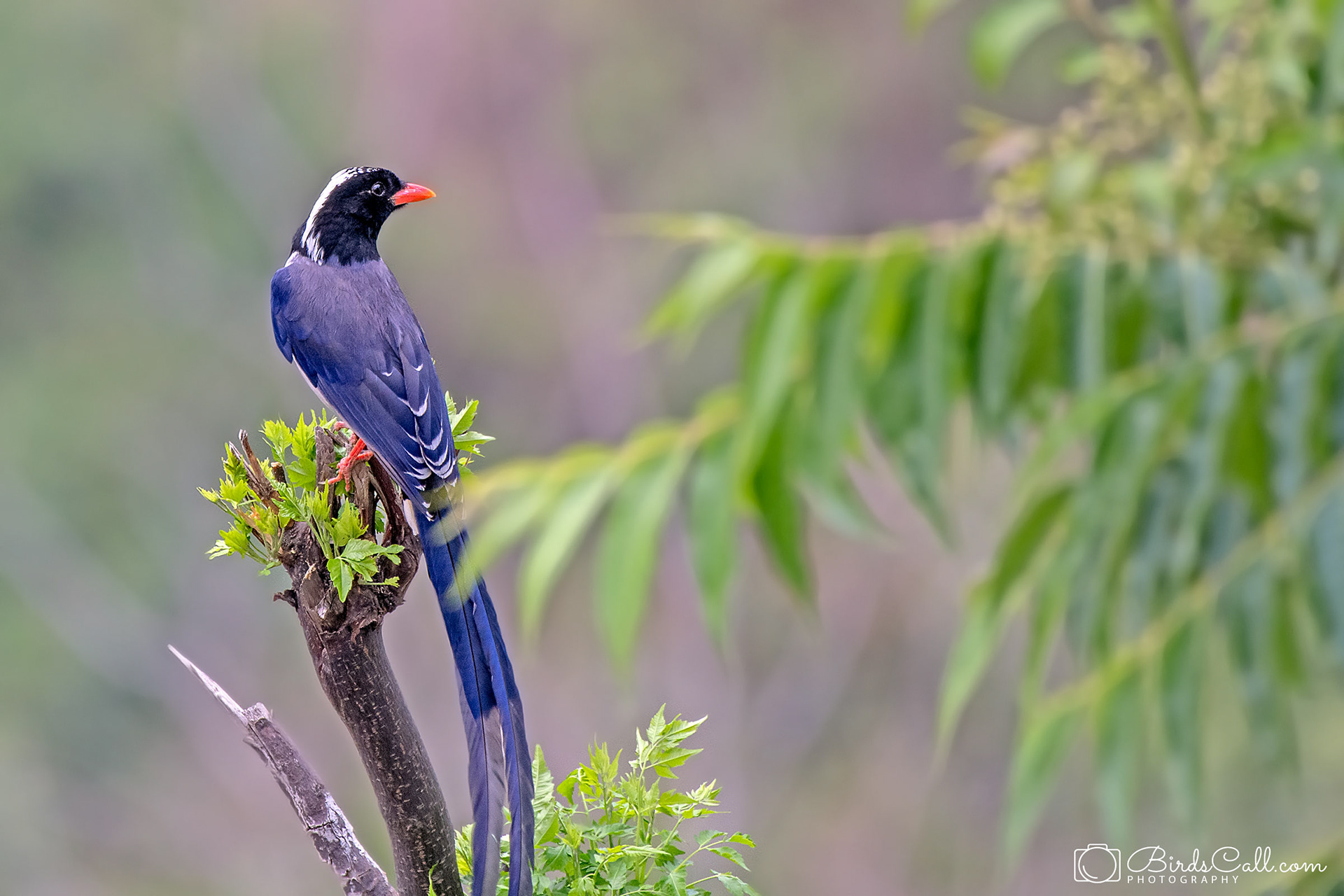 Red billed blue magpie