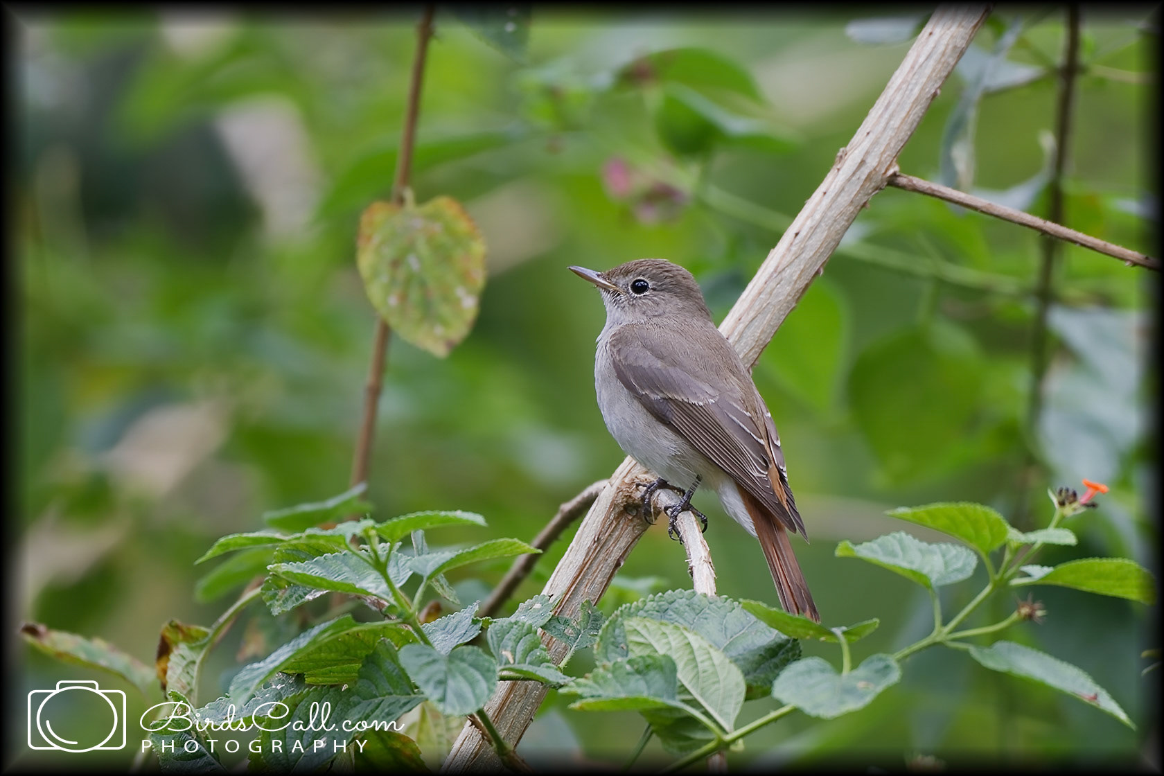 Rusty-tailed Flycatcher