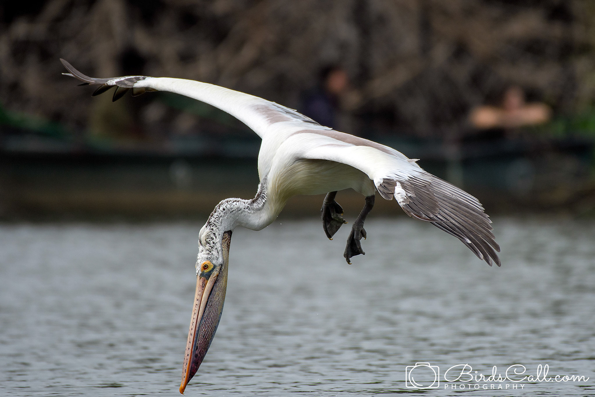 Spot-billed pelican