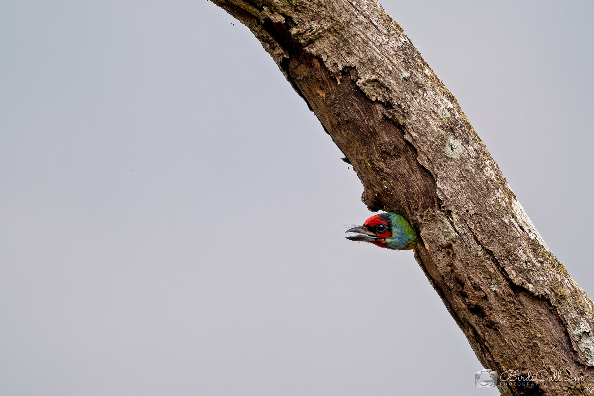 Malabar Barbet