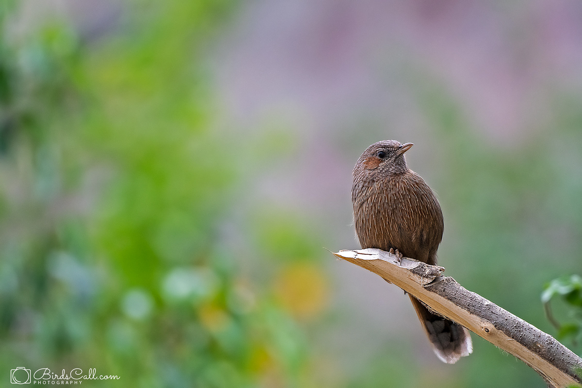 Streaked laughingthrush