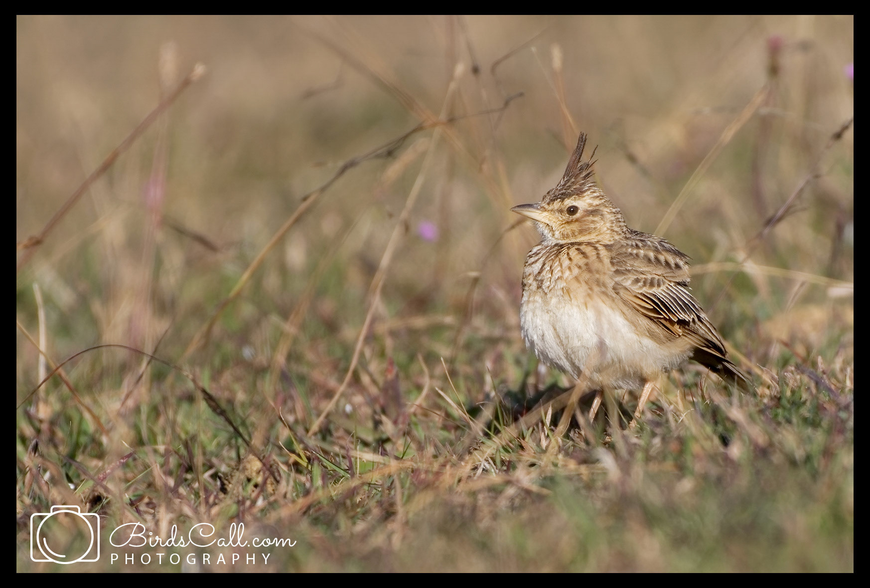 Malabar-Crested-Lark