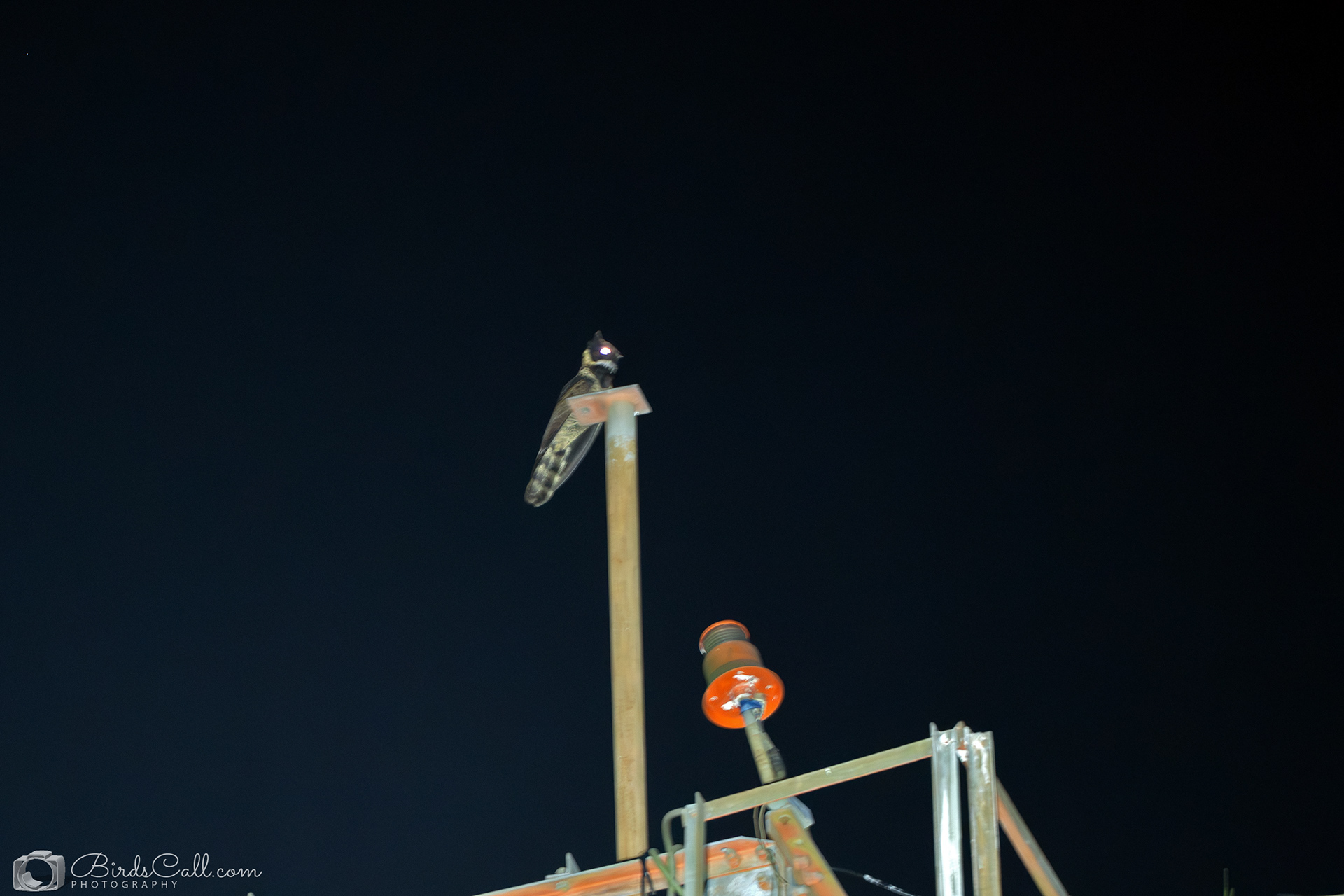 Great Eared Nightjar