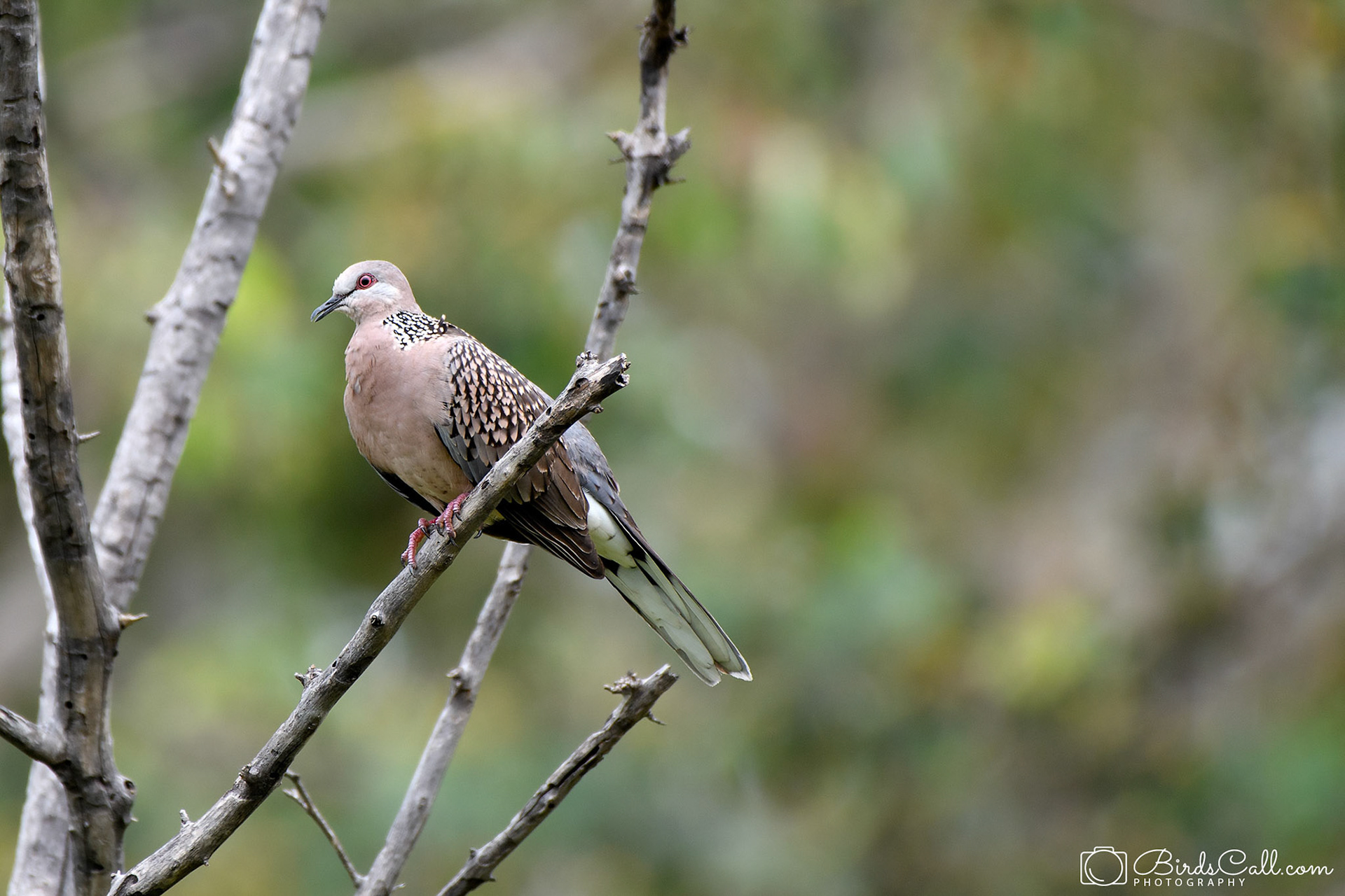 Spotted Dove