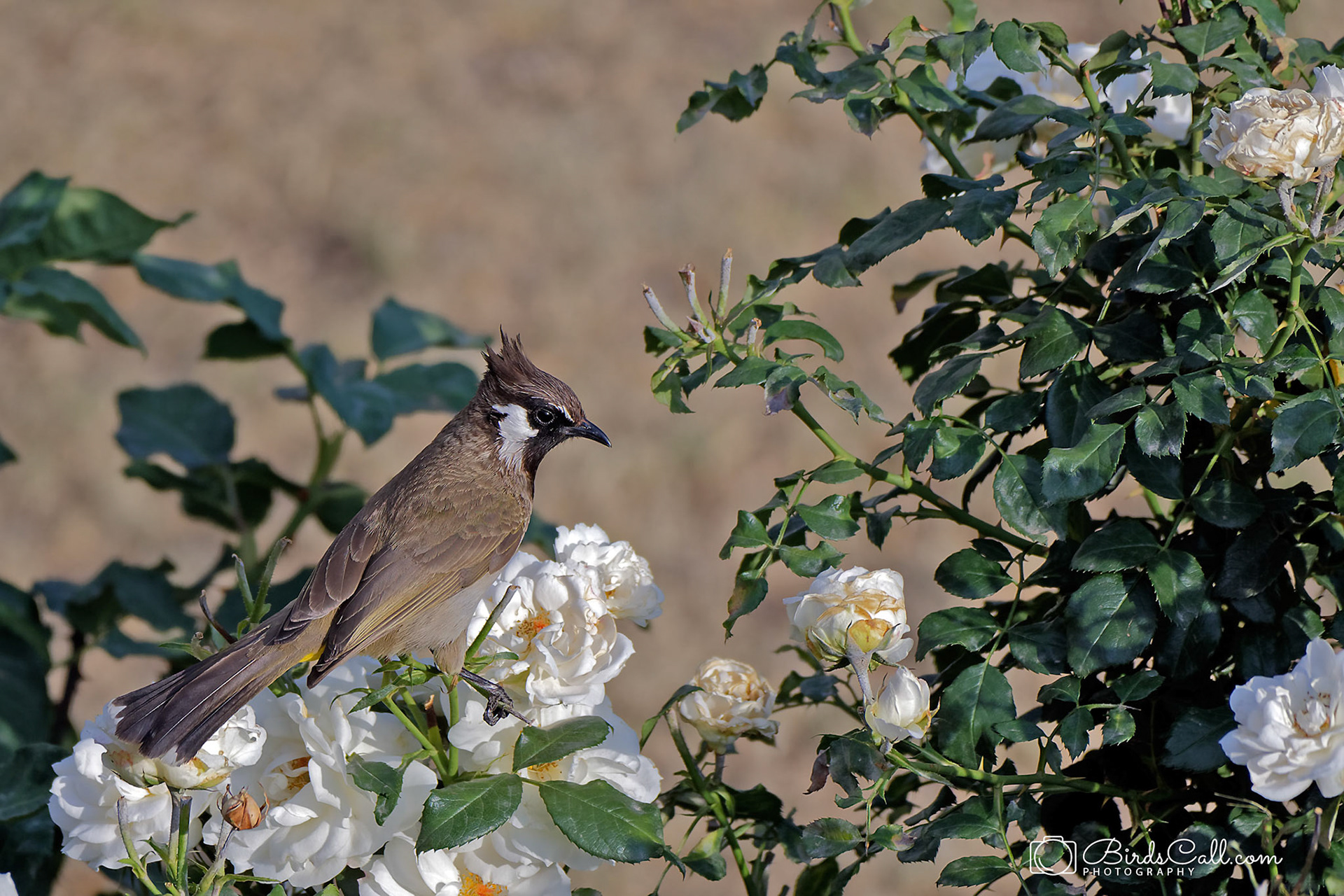 Himalayan Bulbul